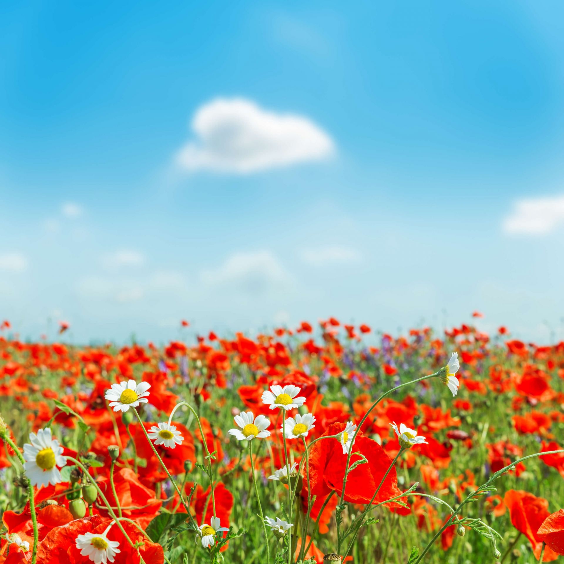 Amapolas y margaritas