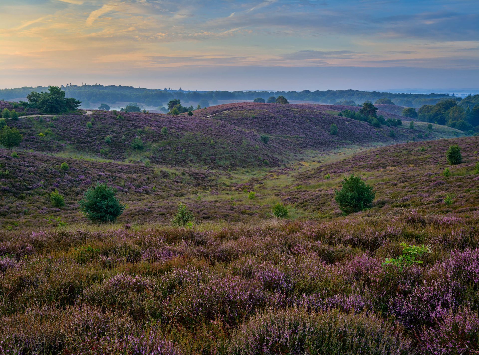 Heath Hills