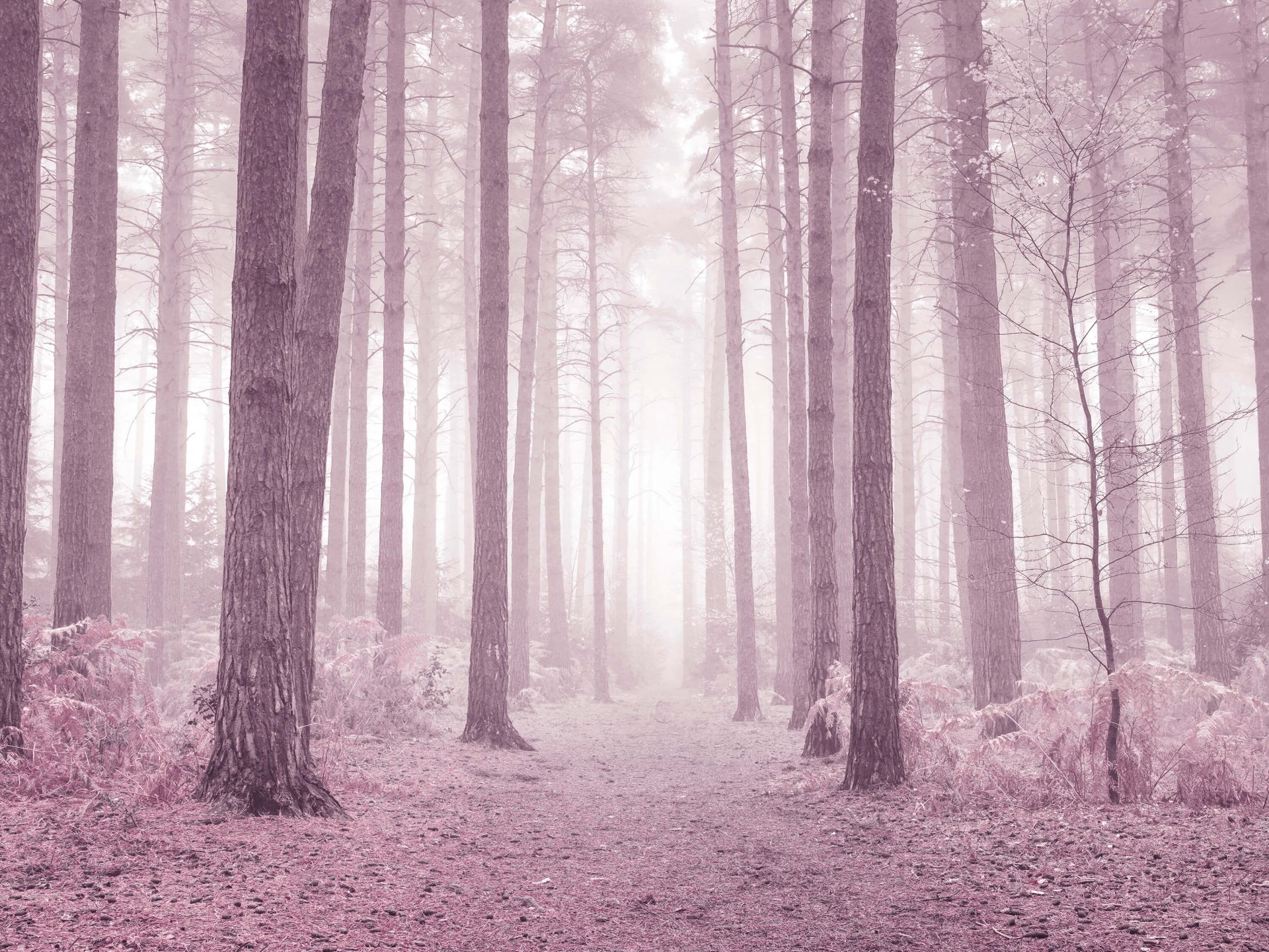 Árboles en la niebla