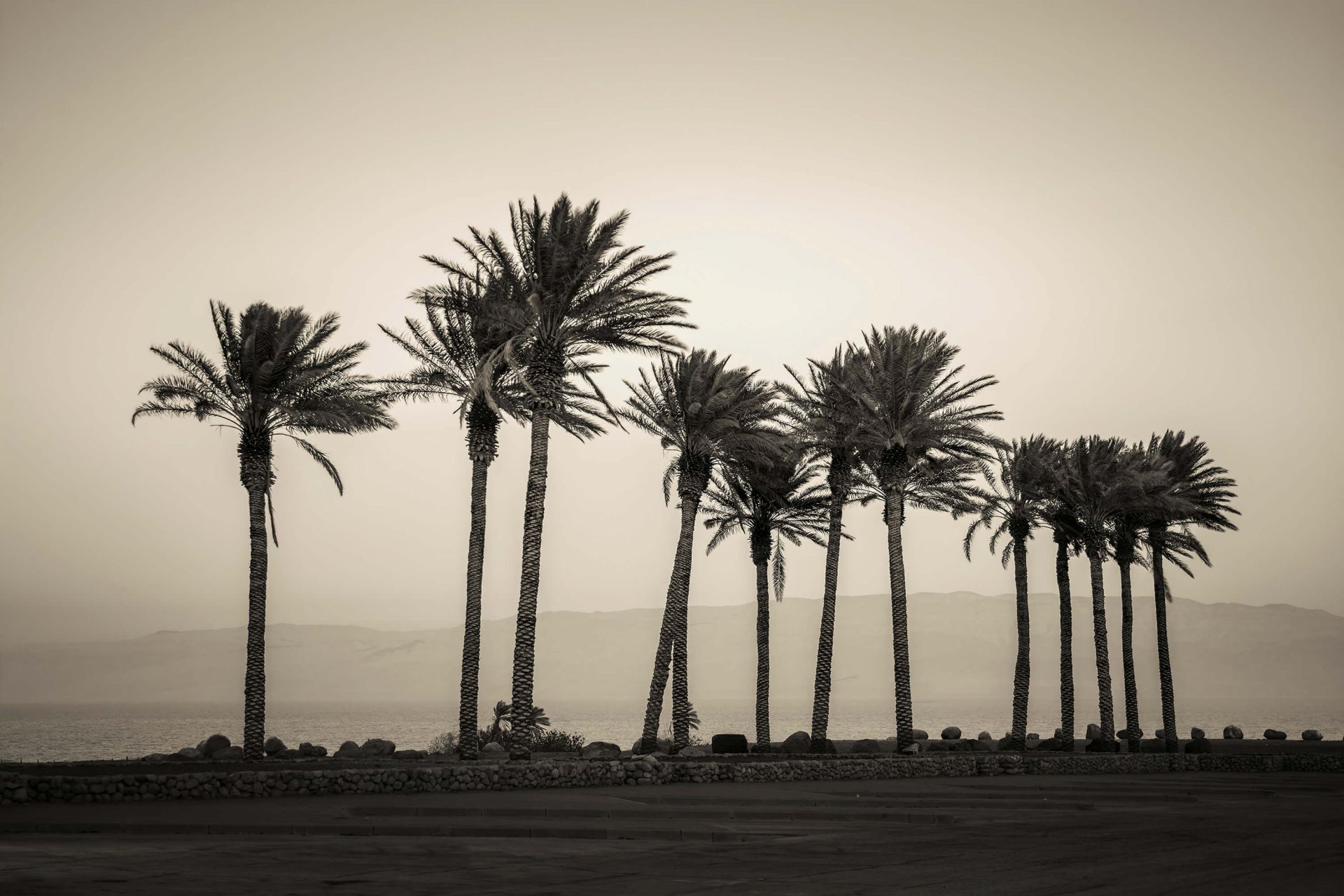 Palmeras en blanco y negro