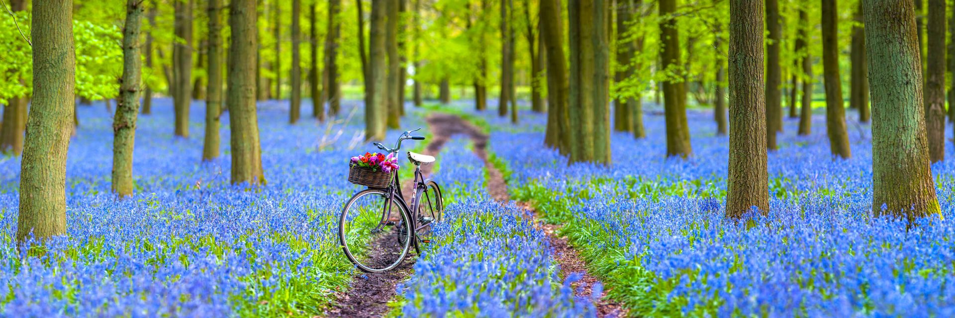 Bicicleta en el bosque