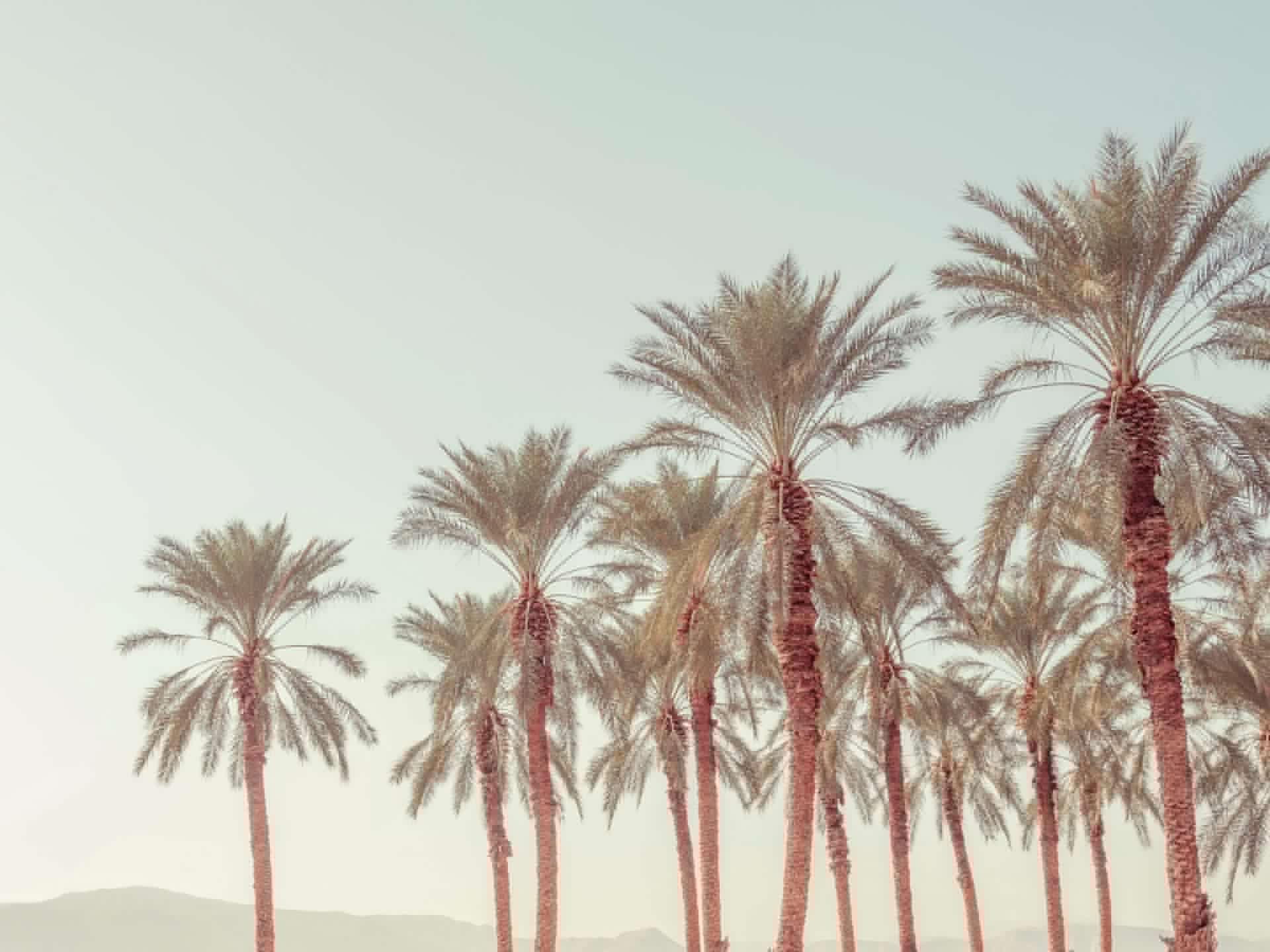 Palmeras tropicales
