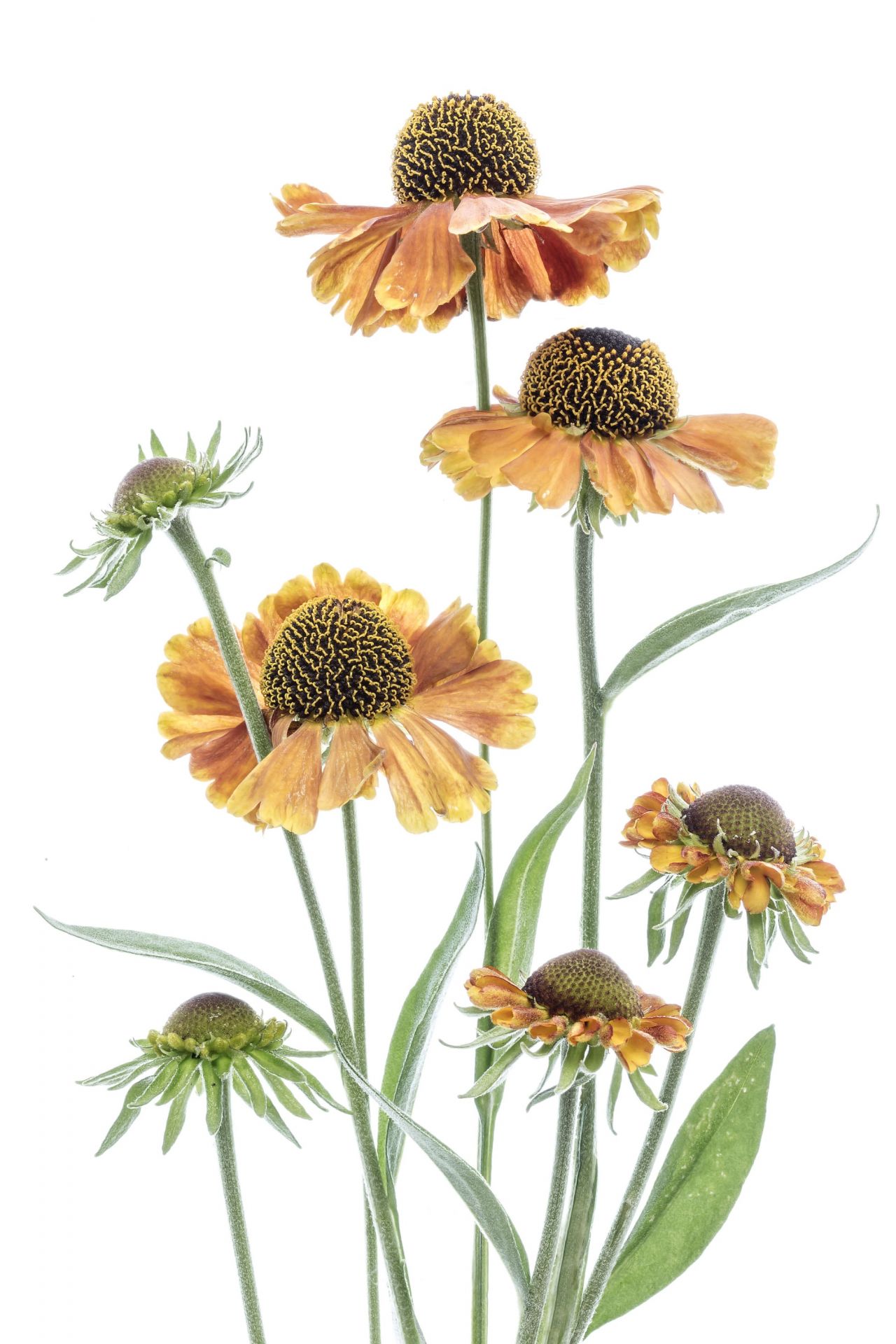 Helenium amarillo