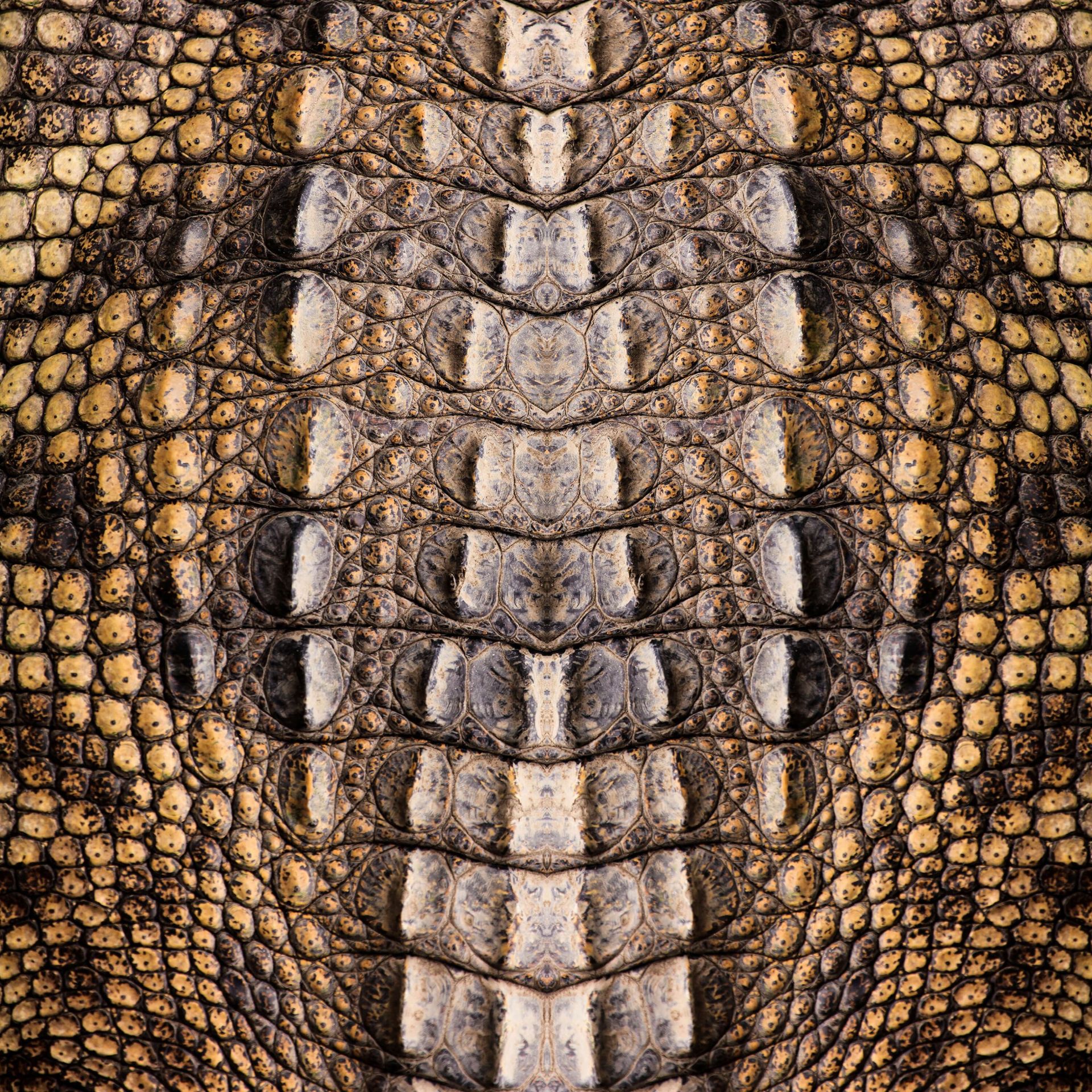 Textura de cocodrilo