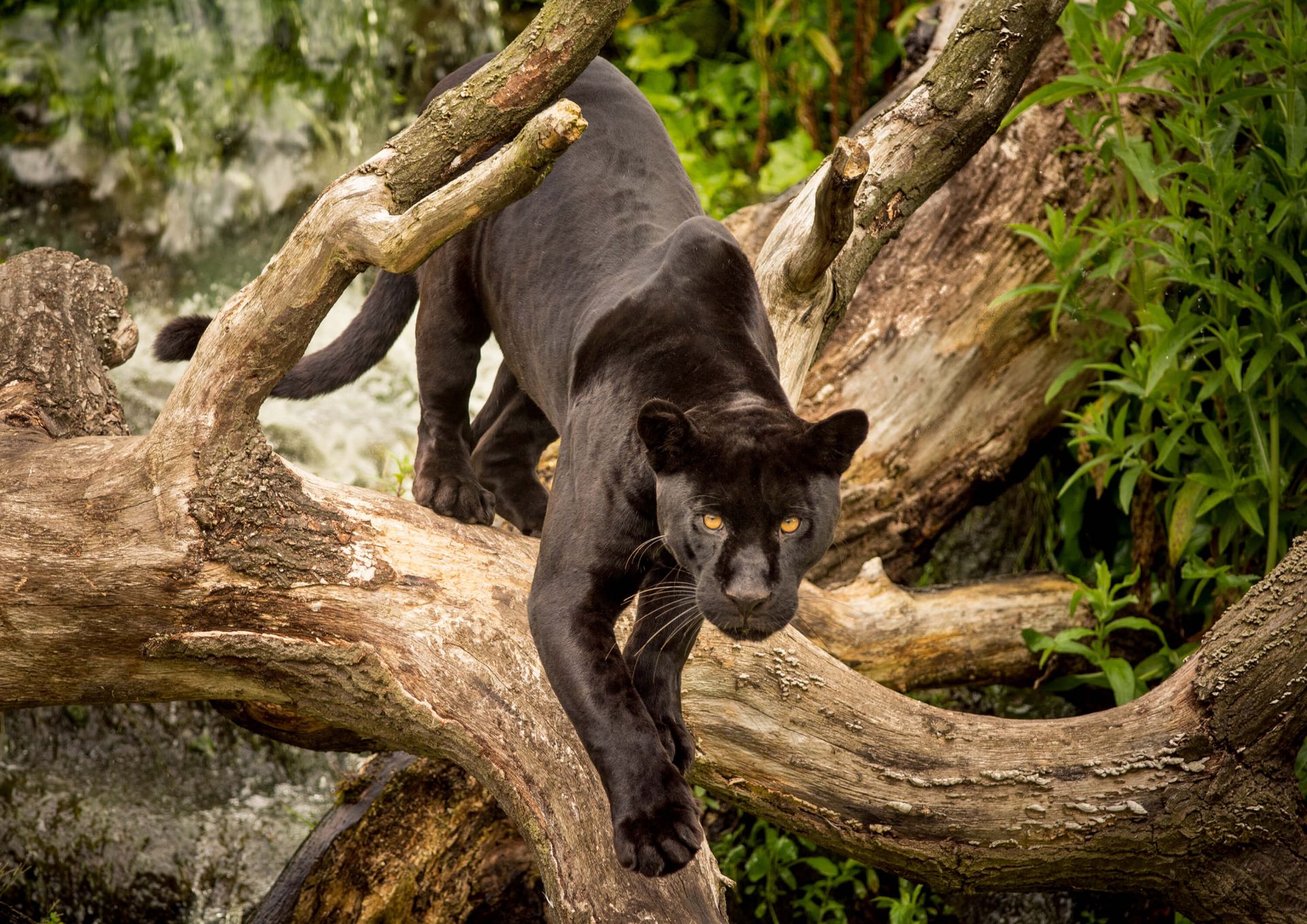 Pantera Negra