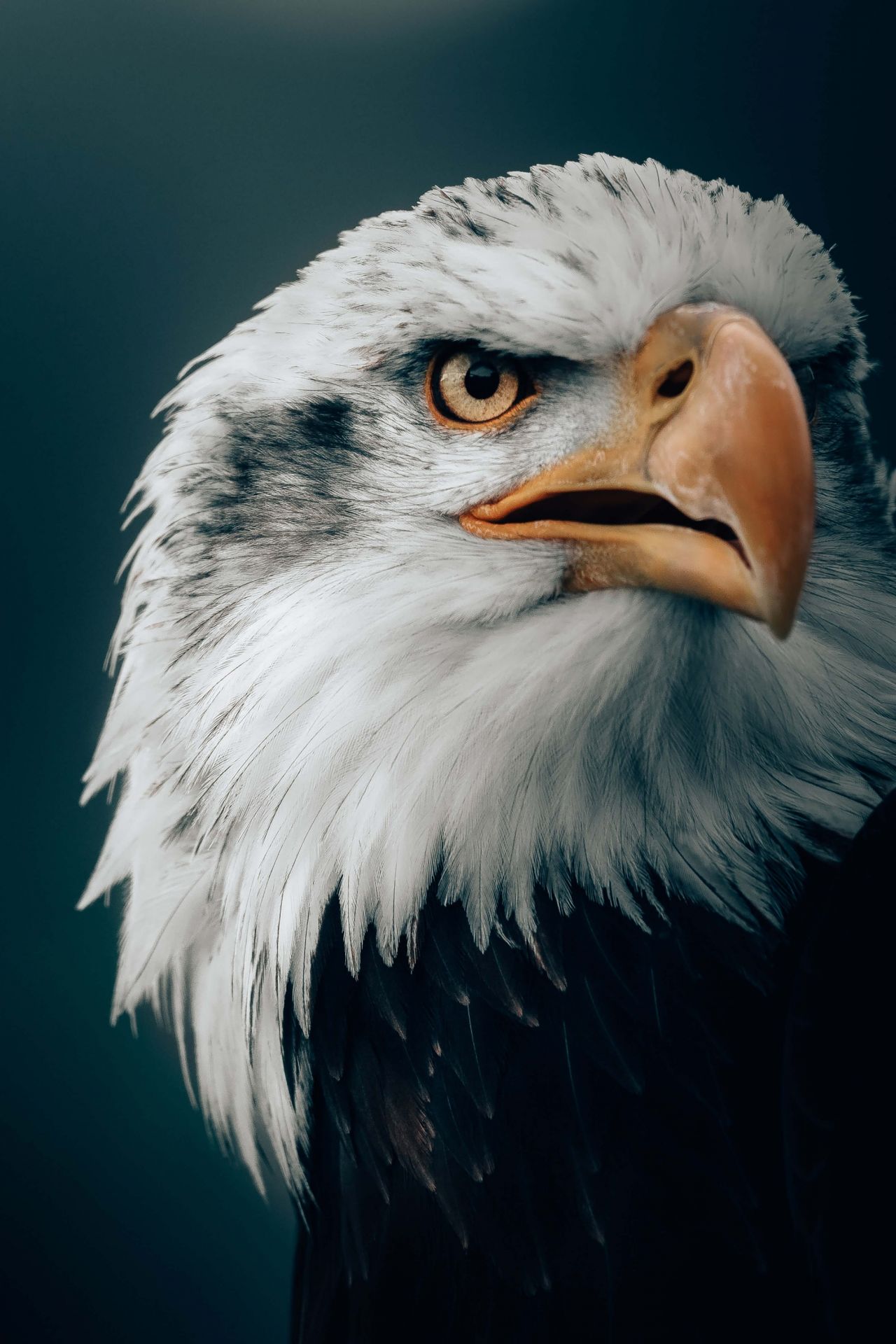 Águila pescadora