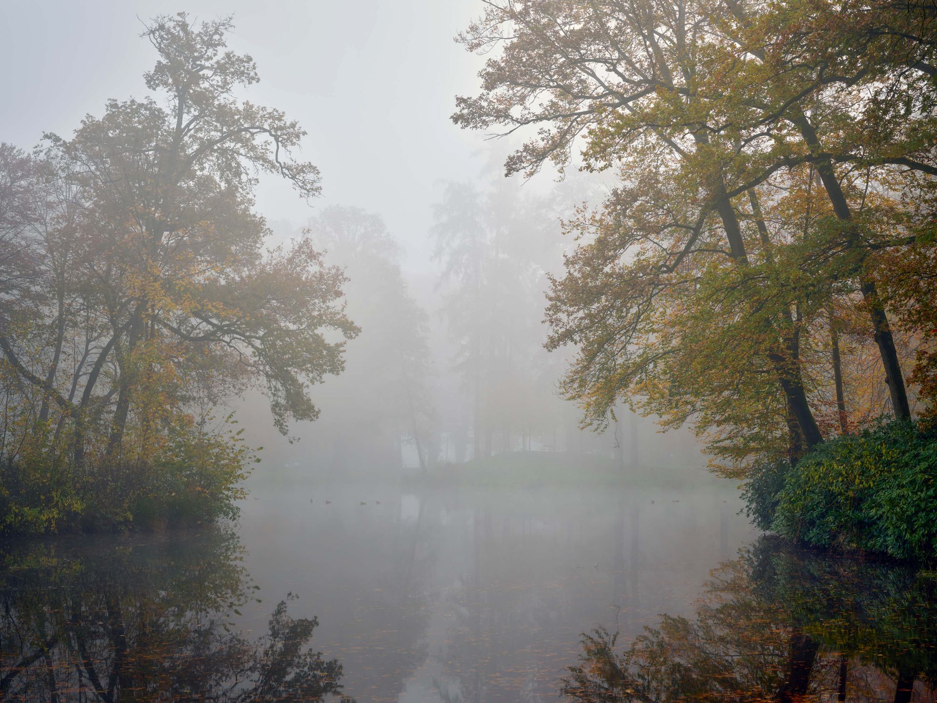 Estanque del bosque en la niebla