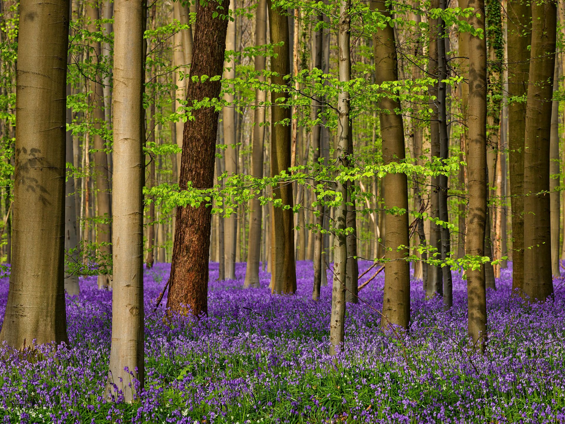 Bosque con flores moradas