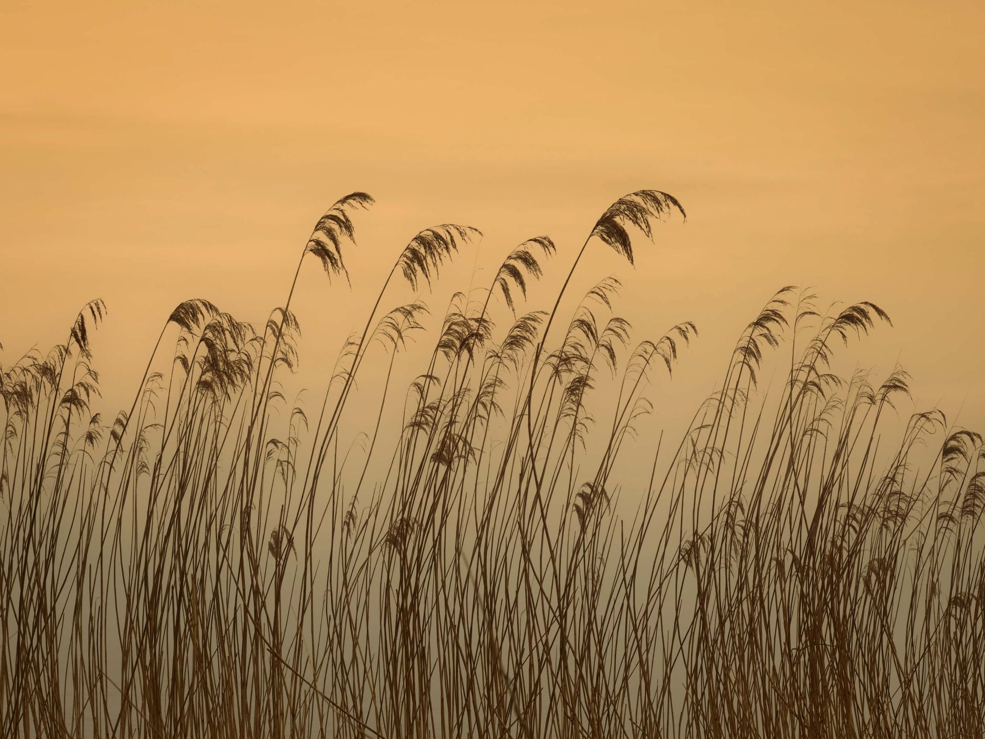 Reed a lo largo del paseo marítimo