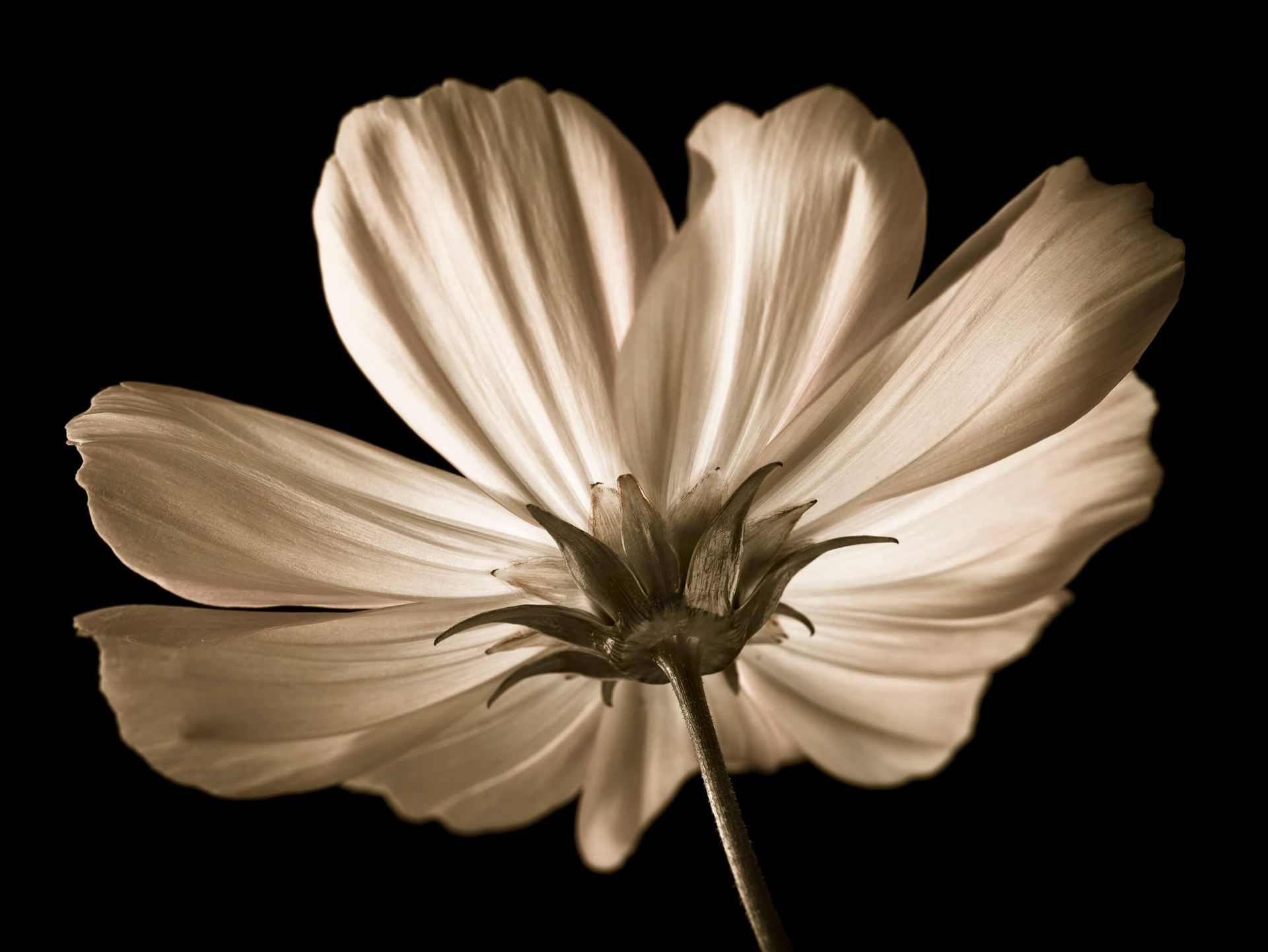La flor del cosmos desde abajo