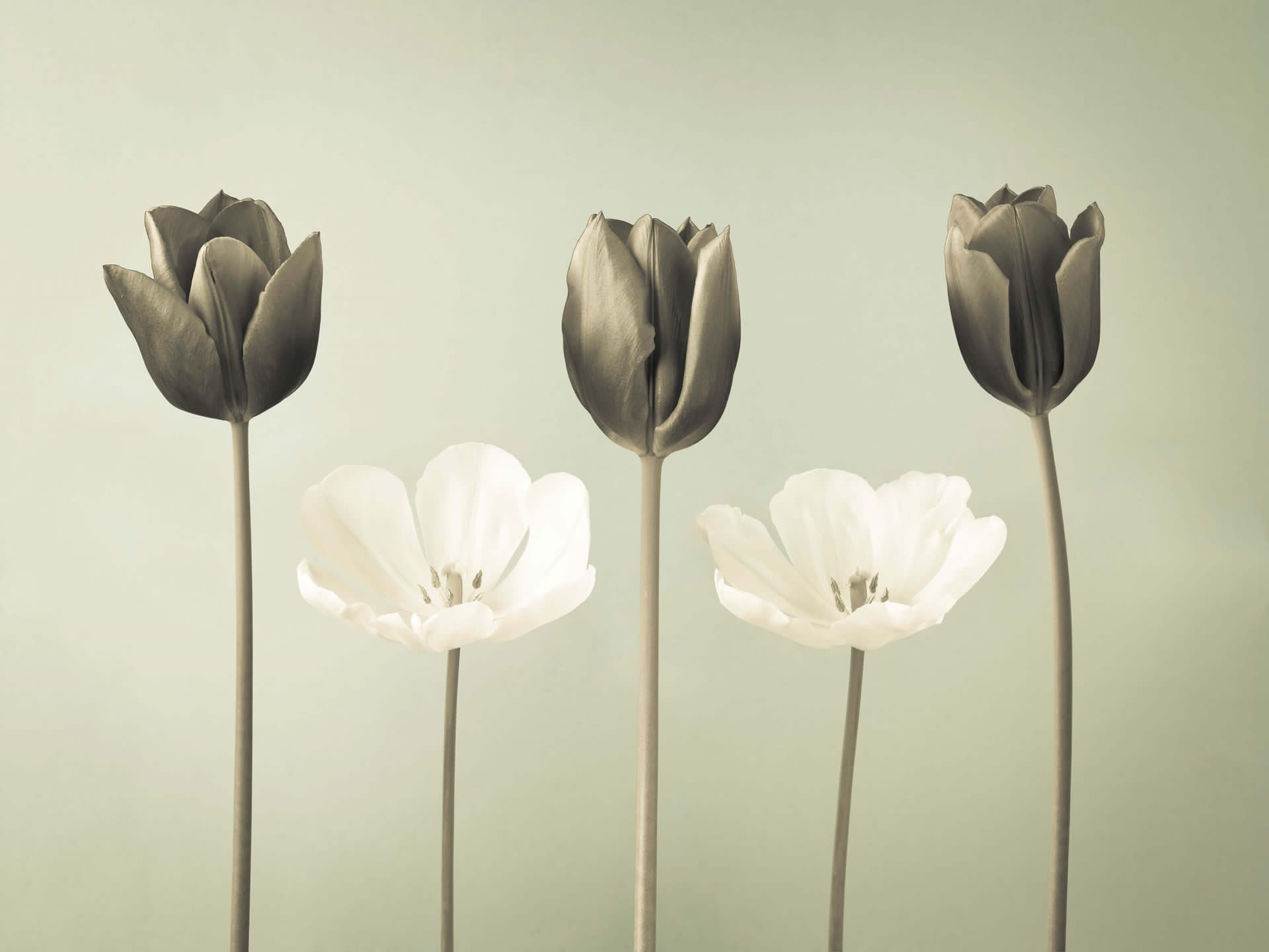 Tulipanes en fila