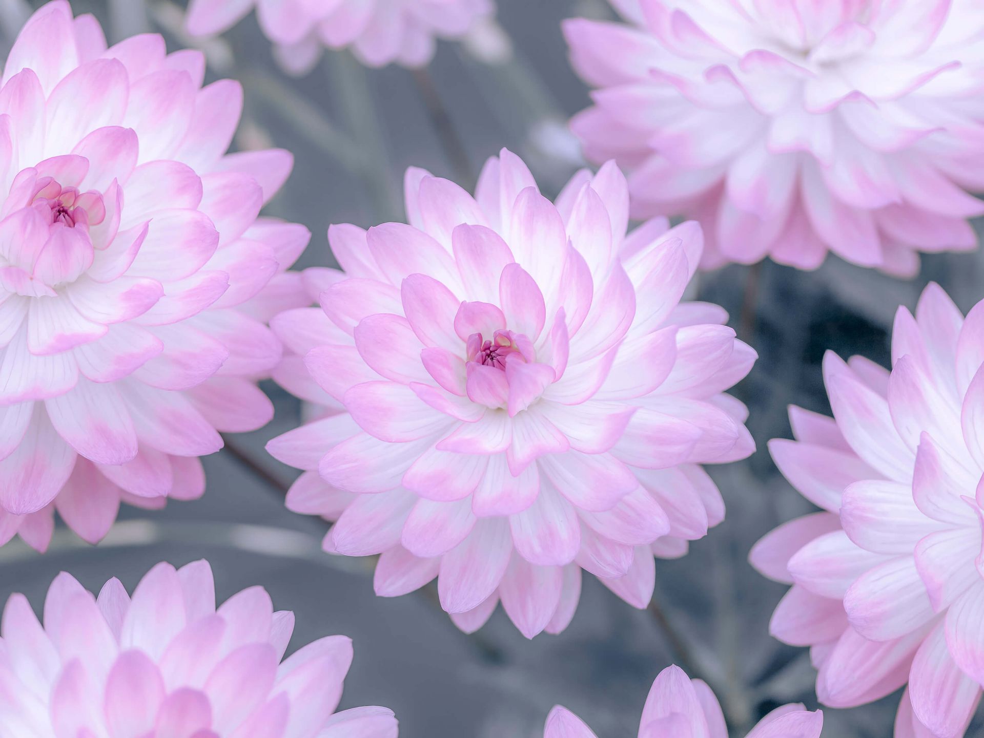Flores de dalia rosa