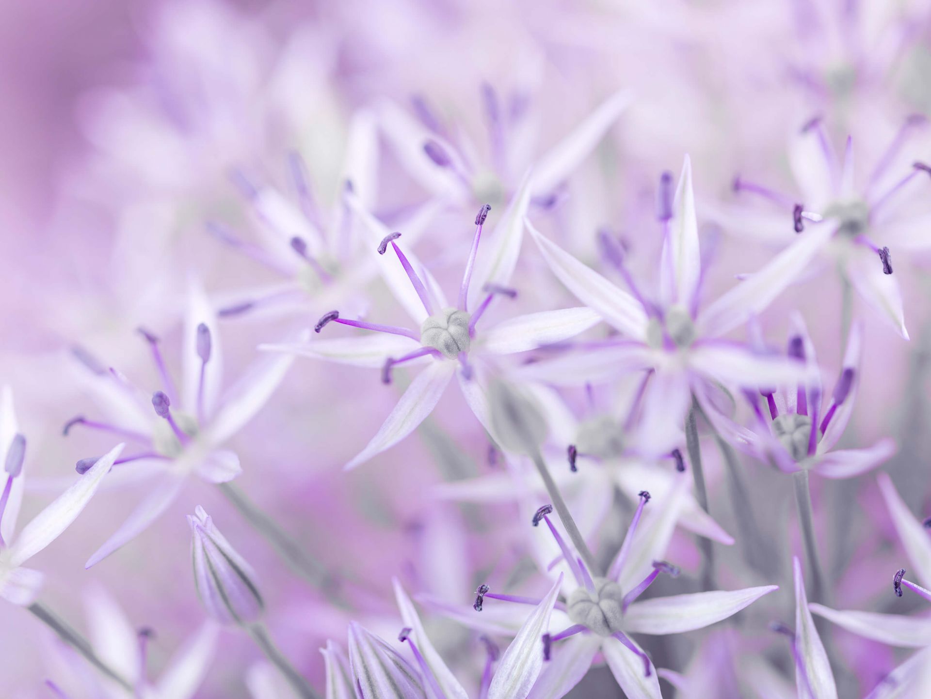 Primer plano de las flores de allium