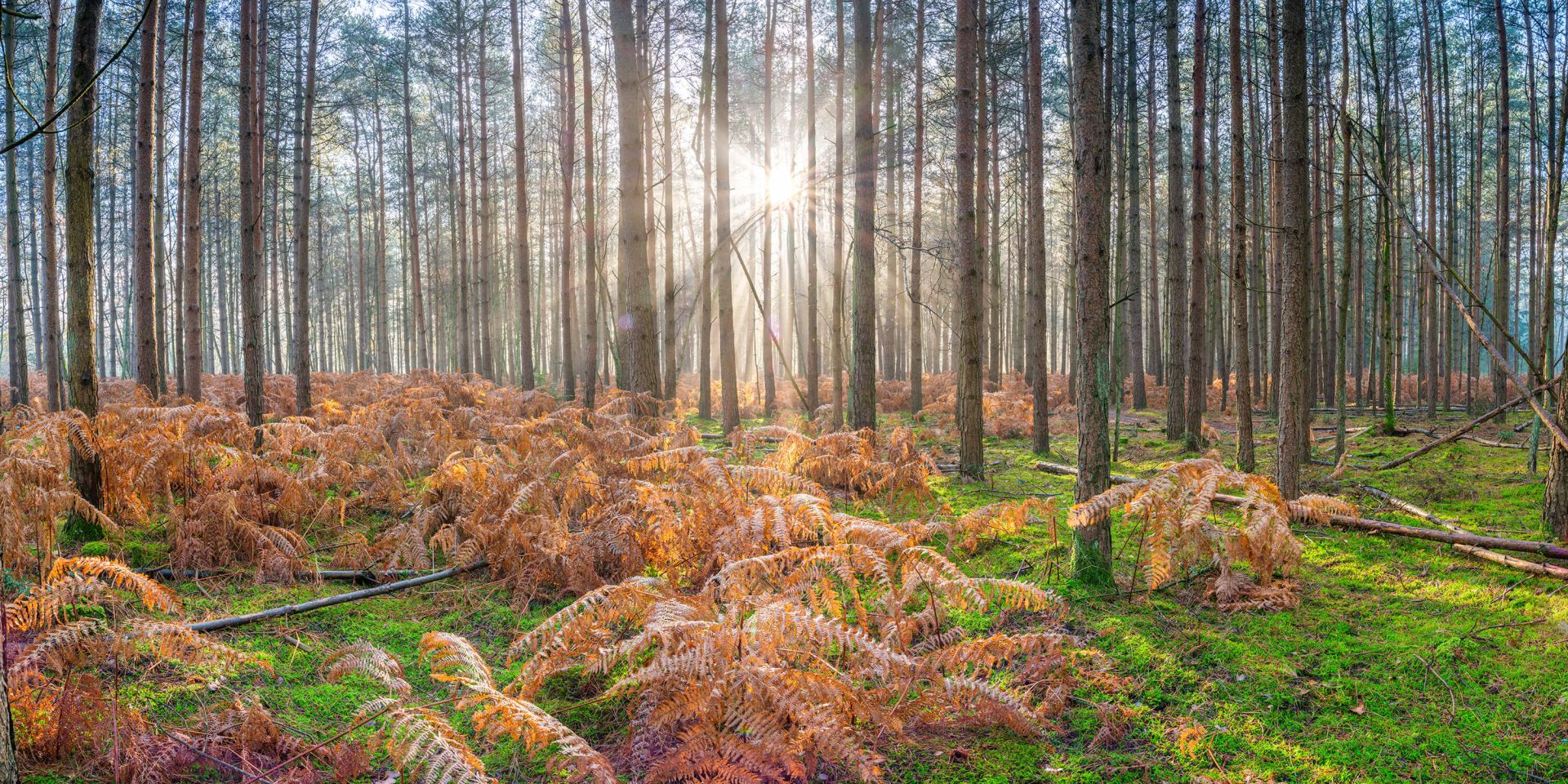 Bosque durante el amanecer