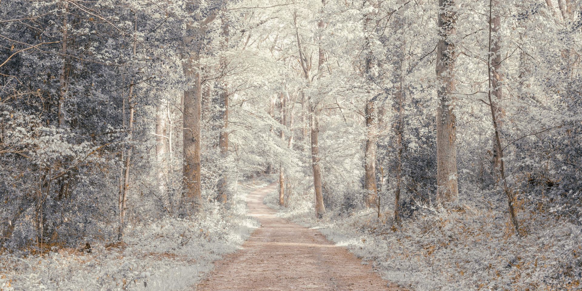 Un camino a través de un bosque verde