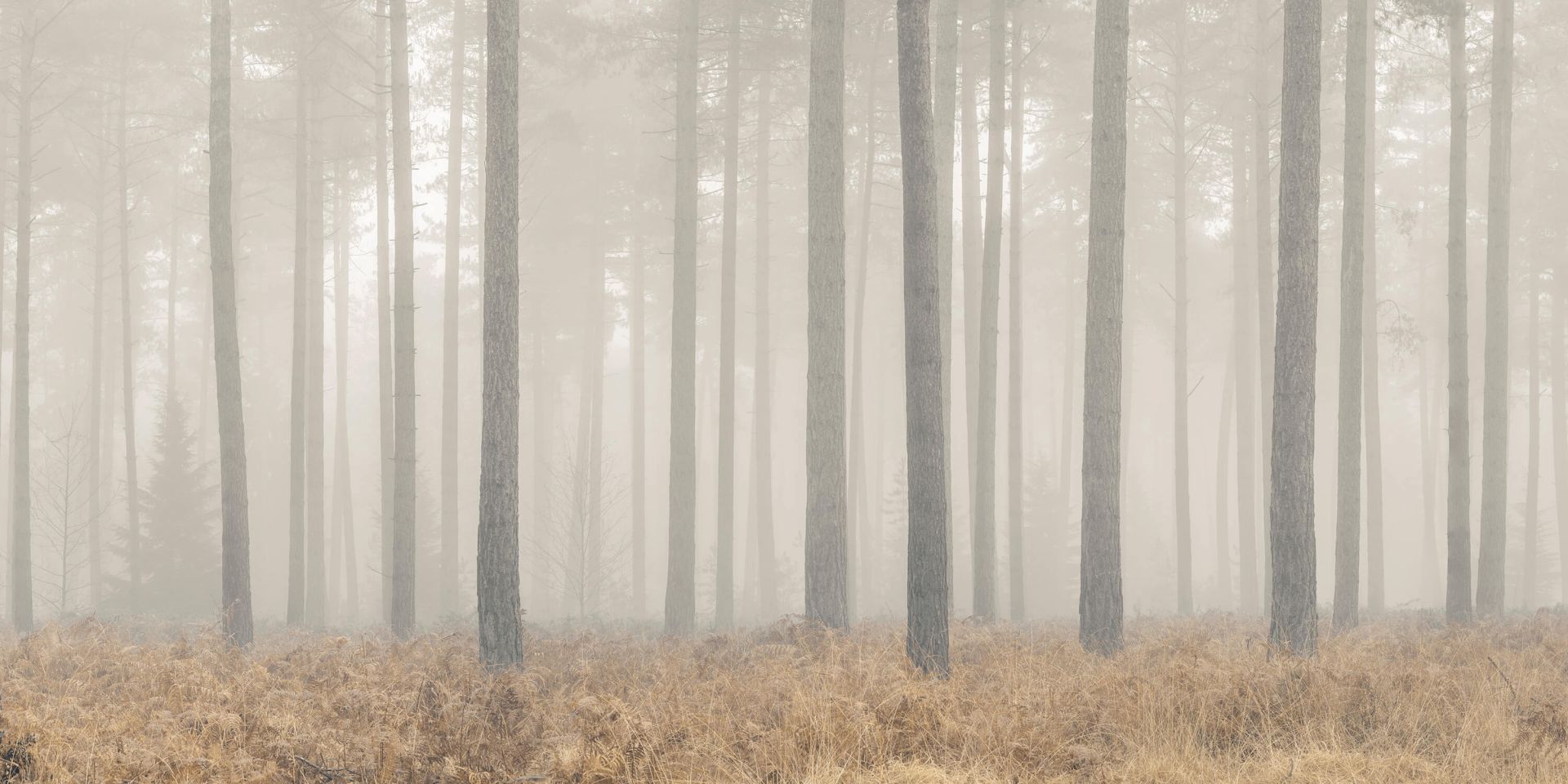 Bosque misterioso y brumoso