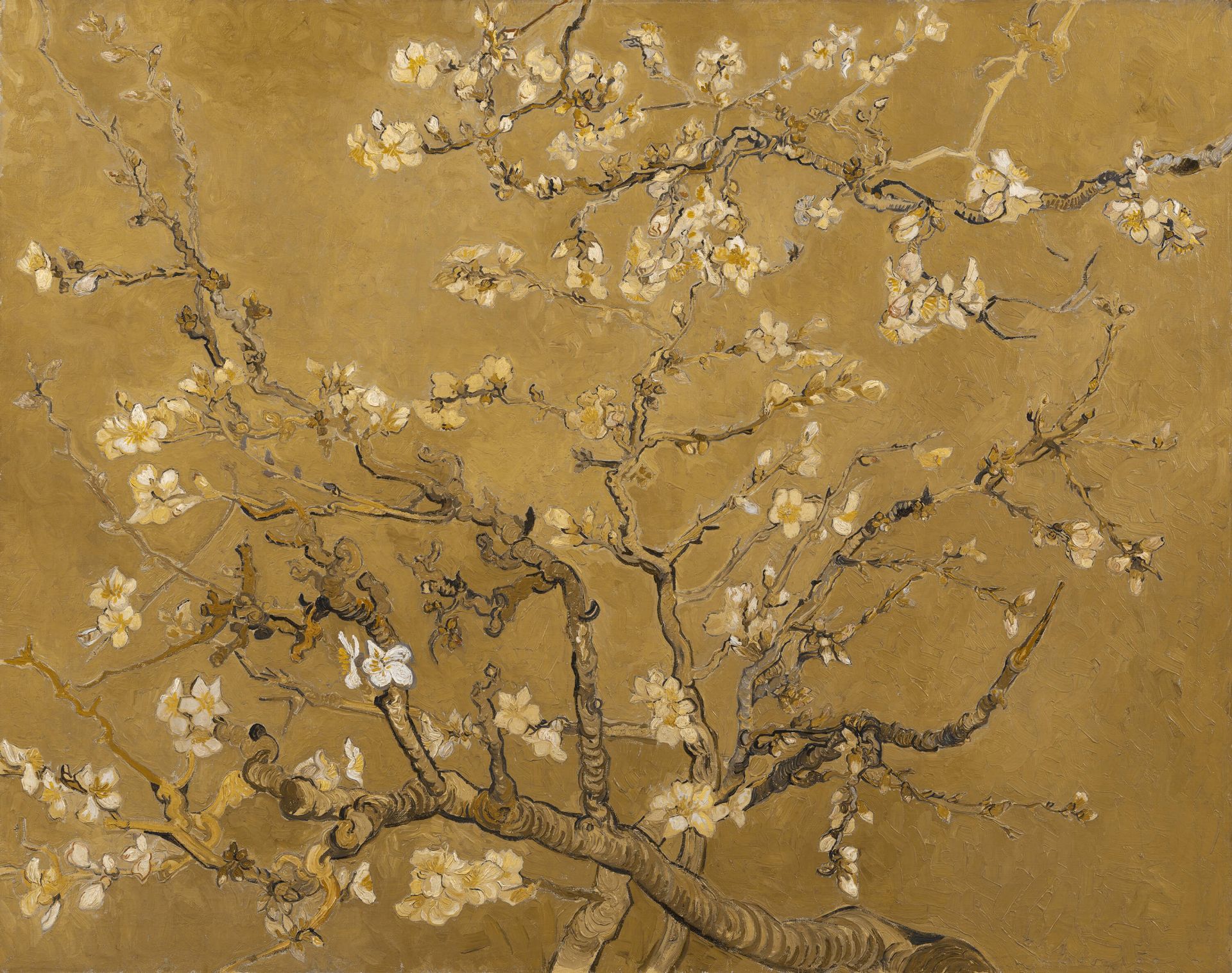 Almendra amarilla en flor