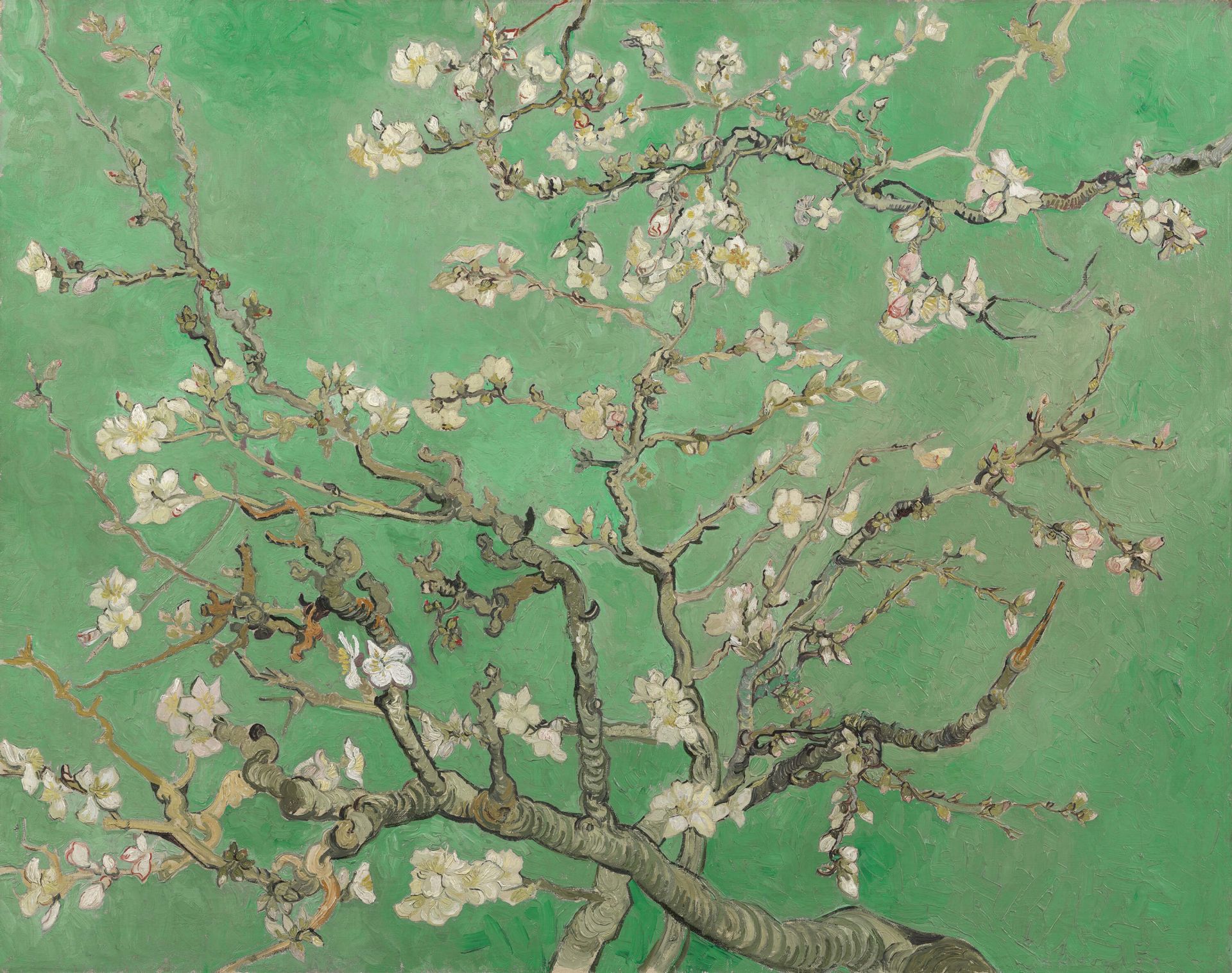 Flor de almendro de primavera