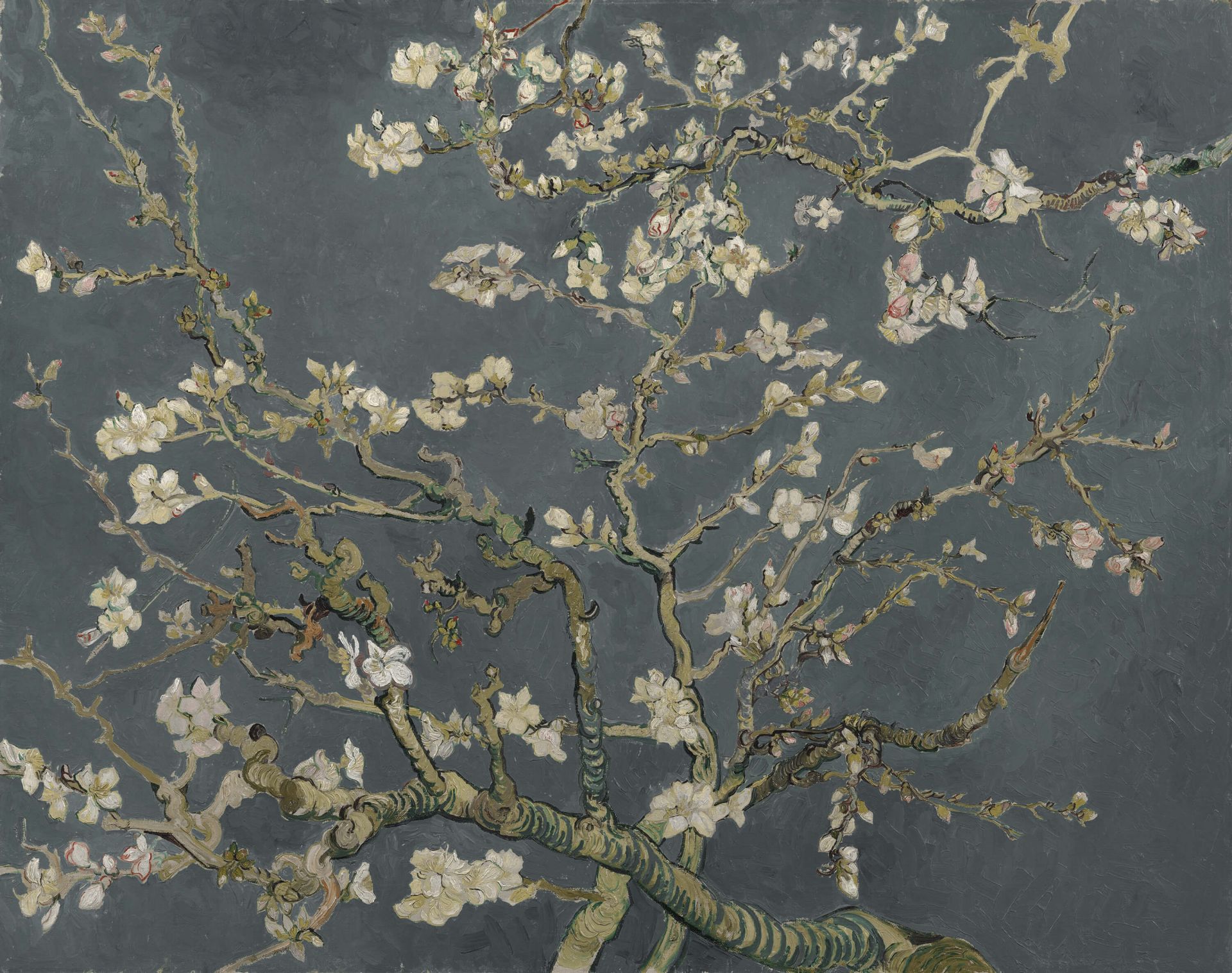 Almendros en flor