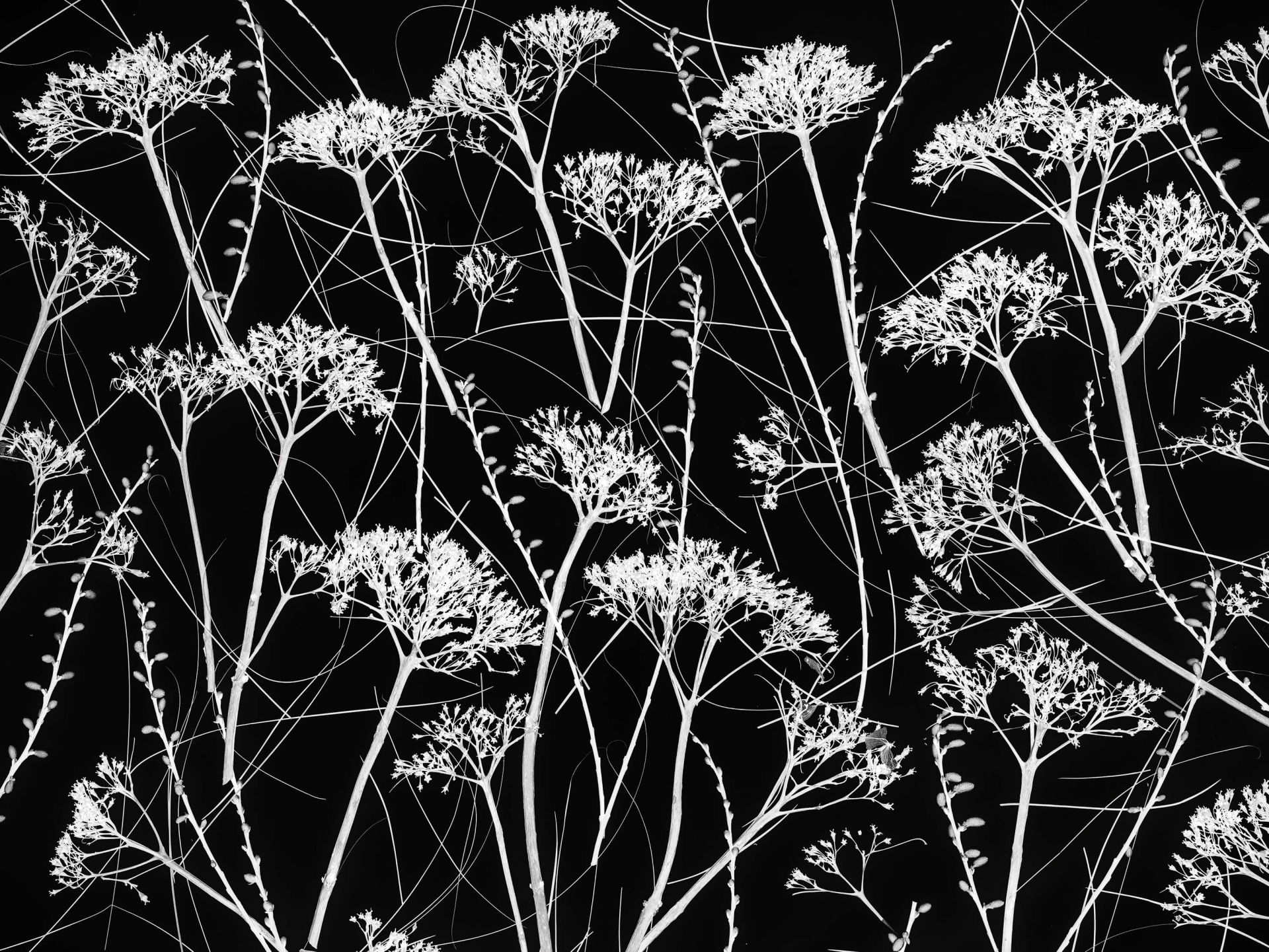 Silueta de plantas secas