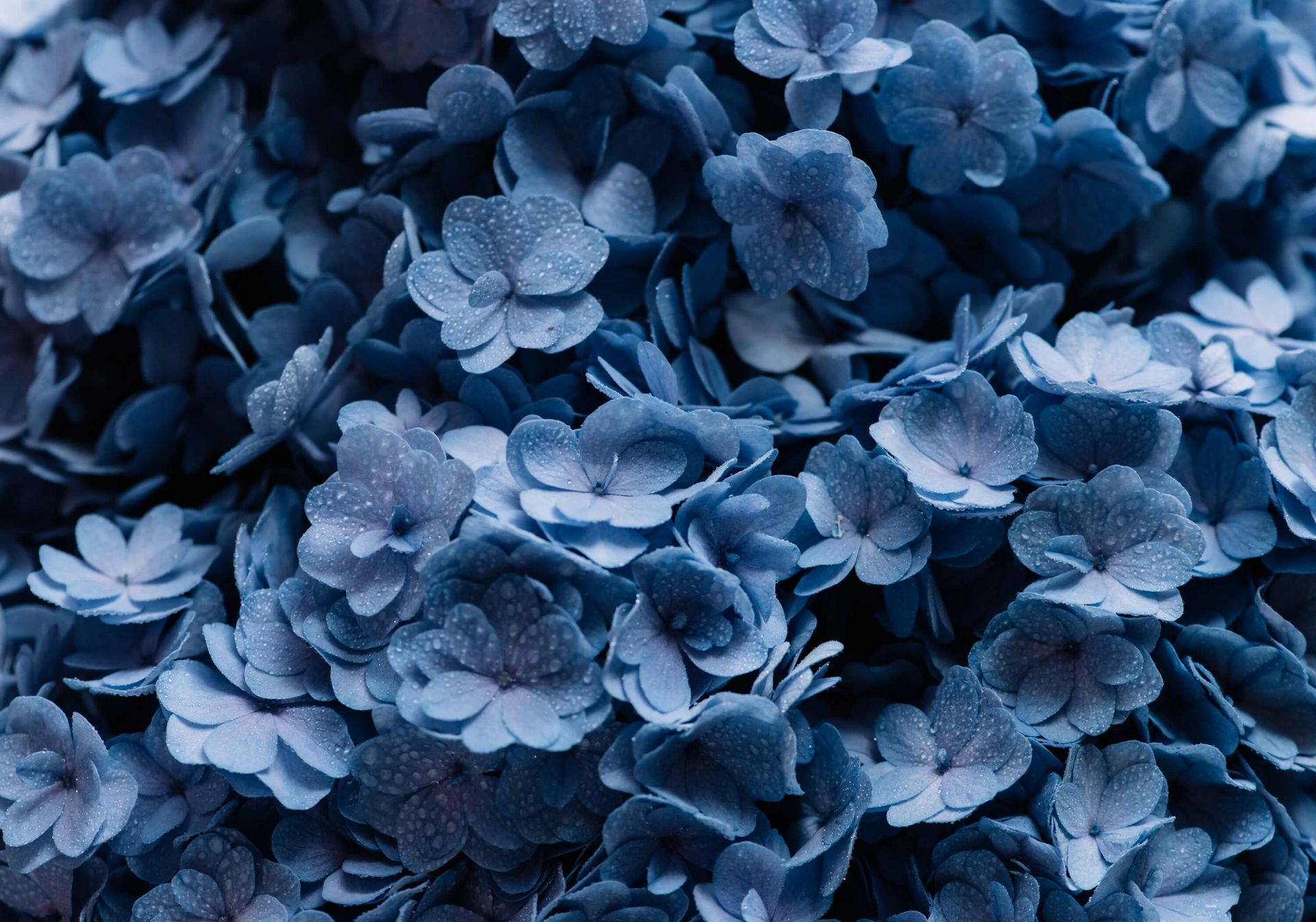 Hortensias cerca
