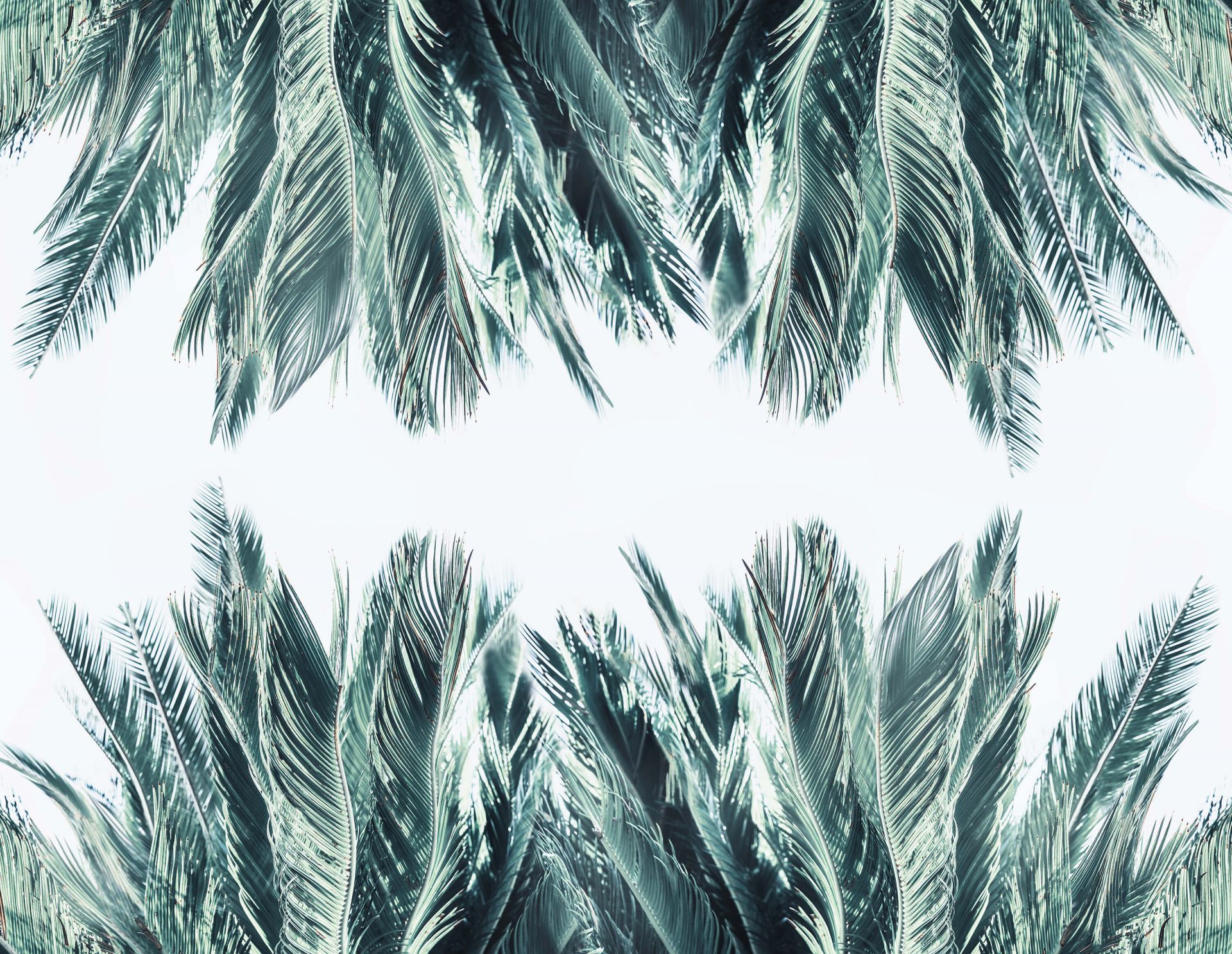 Hojas de palmera sobre fondo blanco