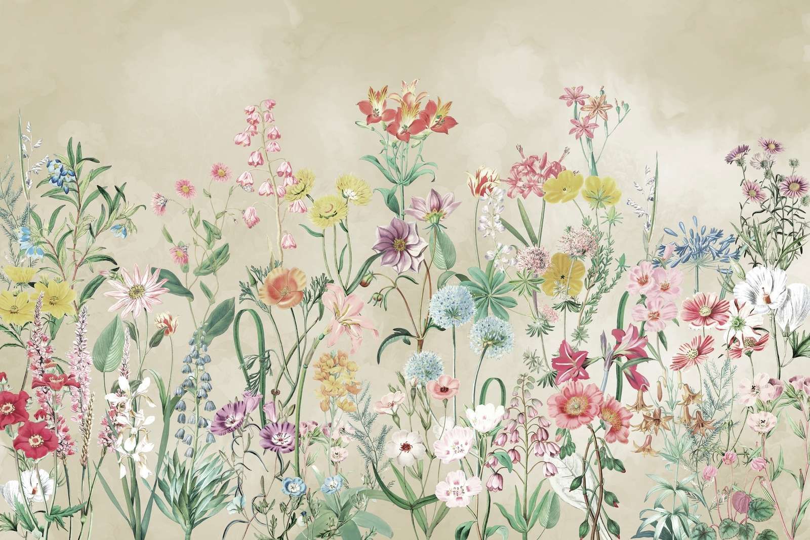 Primula 7