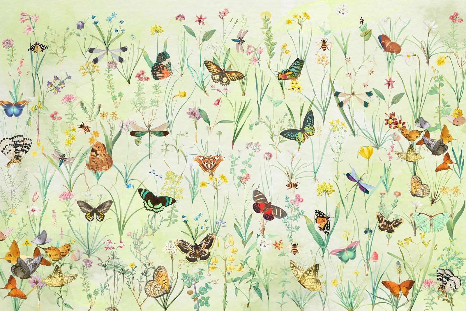 Pradera de Mariposas