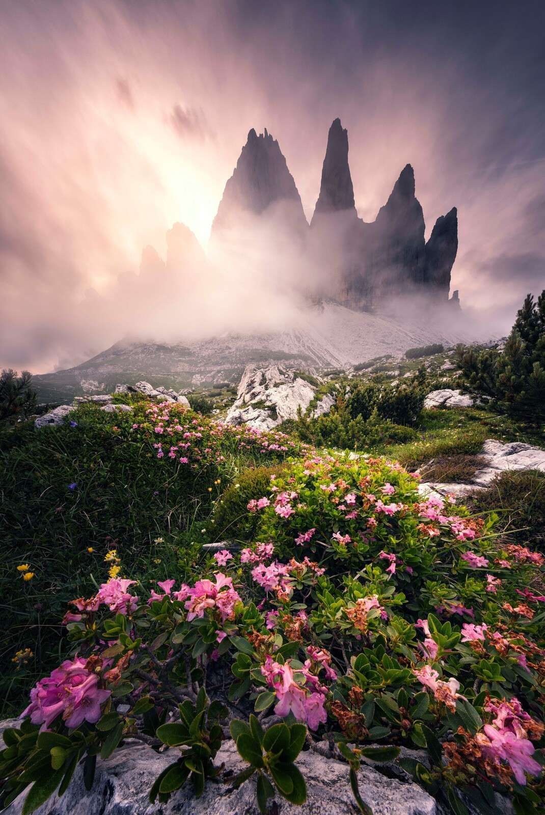Esplendor floral en los Dolomitas