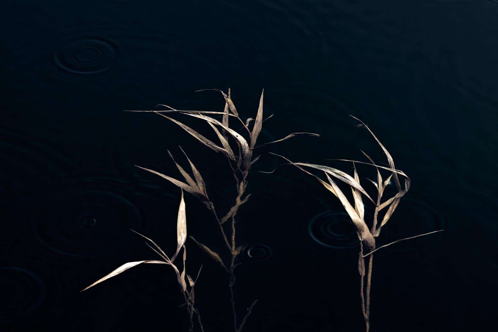 Río en agua tranquila
