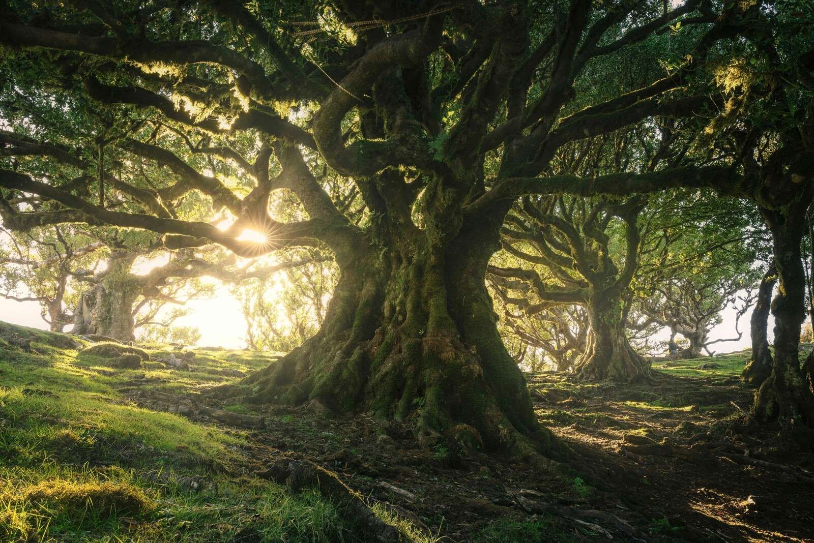 Bosque Encantado a la Luz del Sol