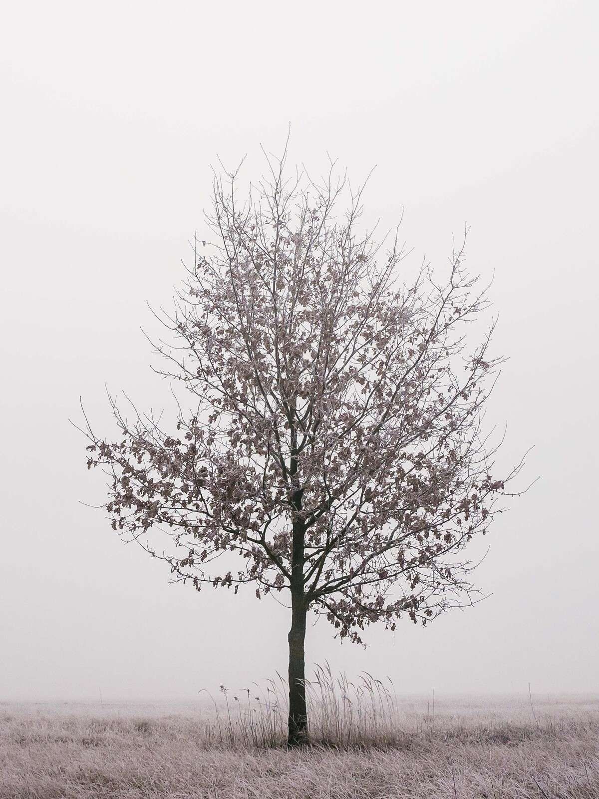 Paisaje invernal minimalista