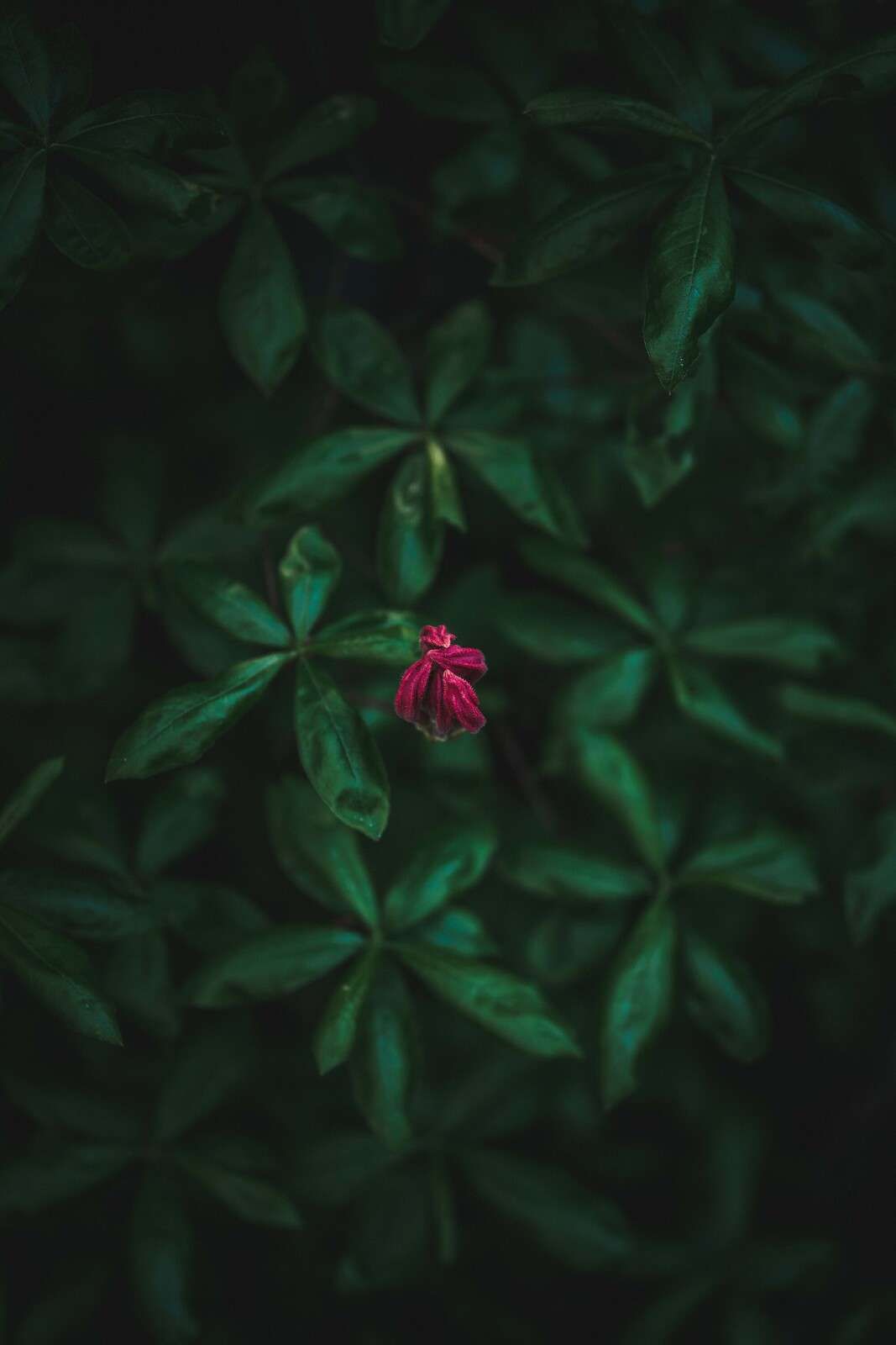Flor oculta entre hojas