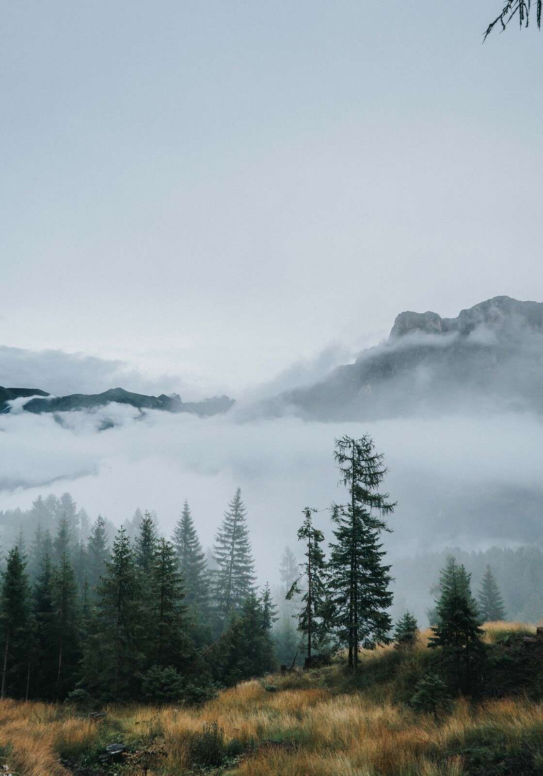 Niebla matutina sobre el bosque