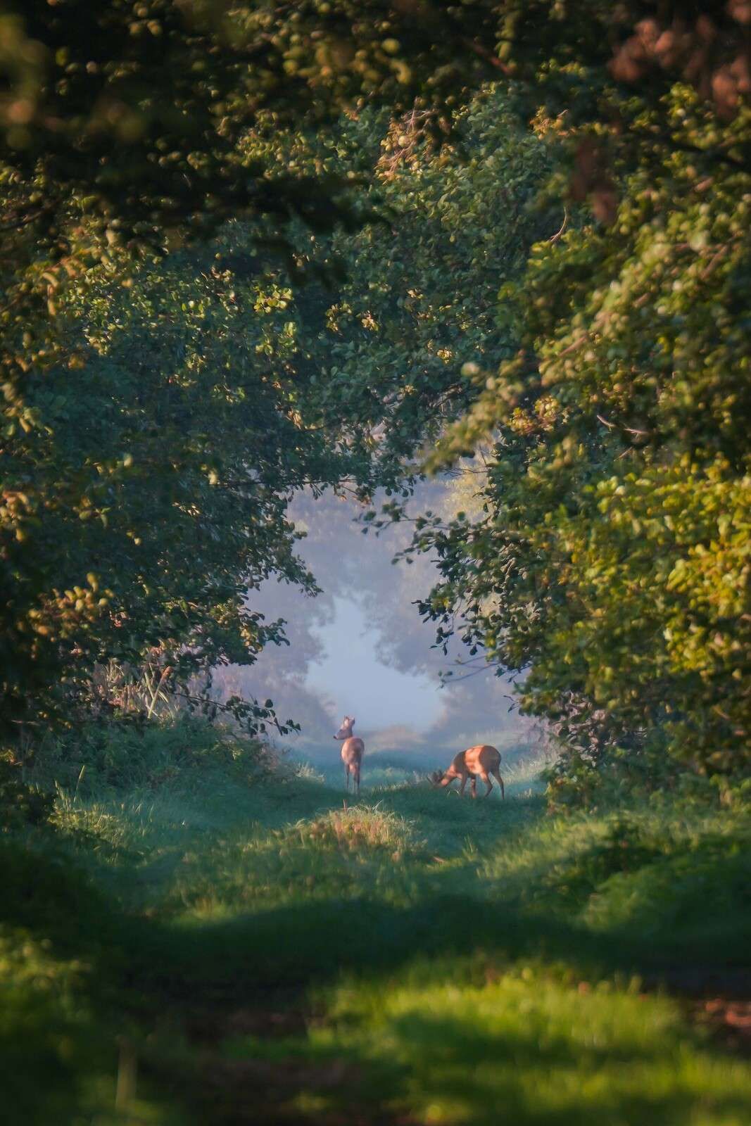 Animales salvajes en la luz de la mañana
