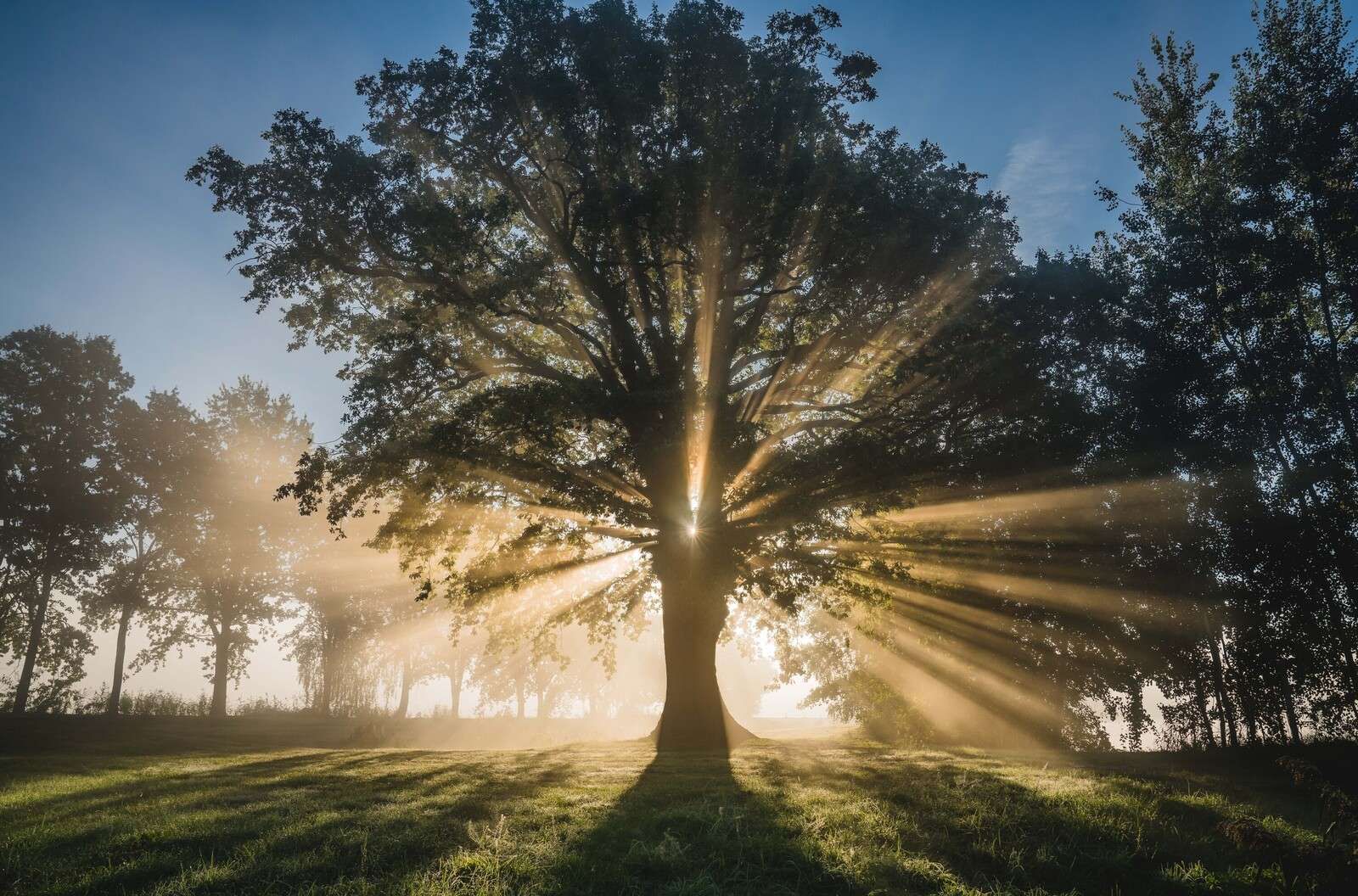 Rayos de sol a través del Viejo Roble