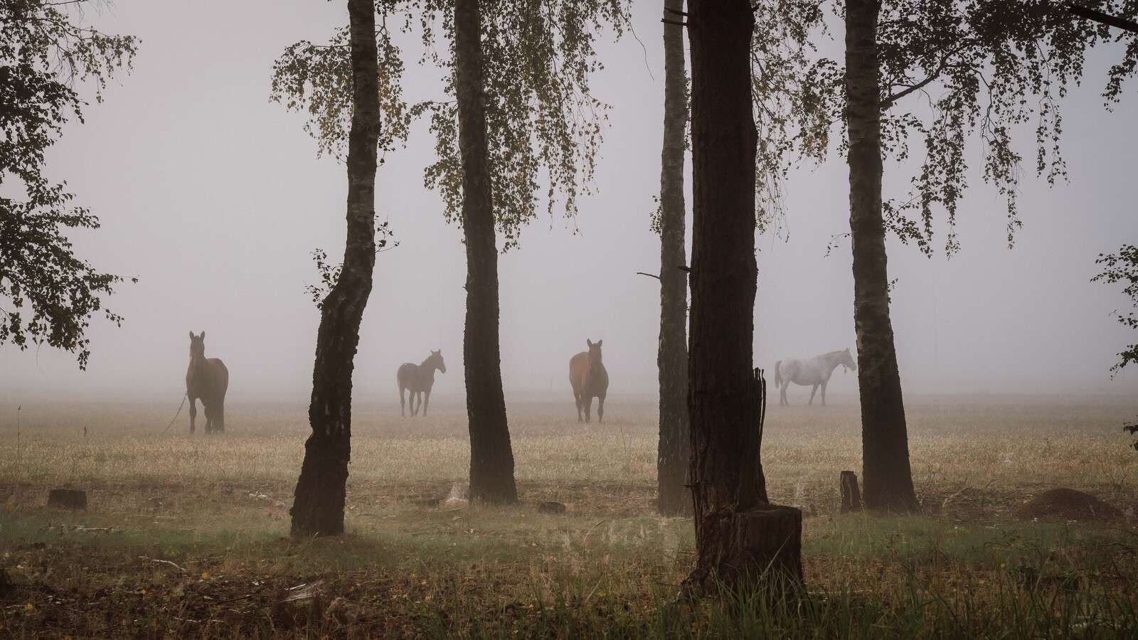 Caballos en la niebla de la mañana