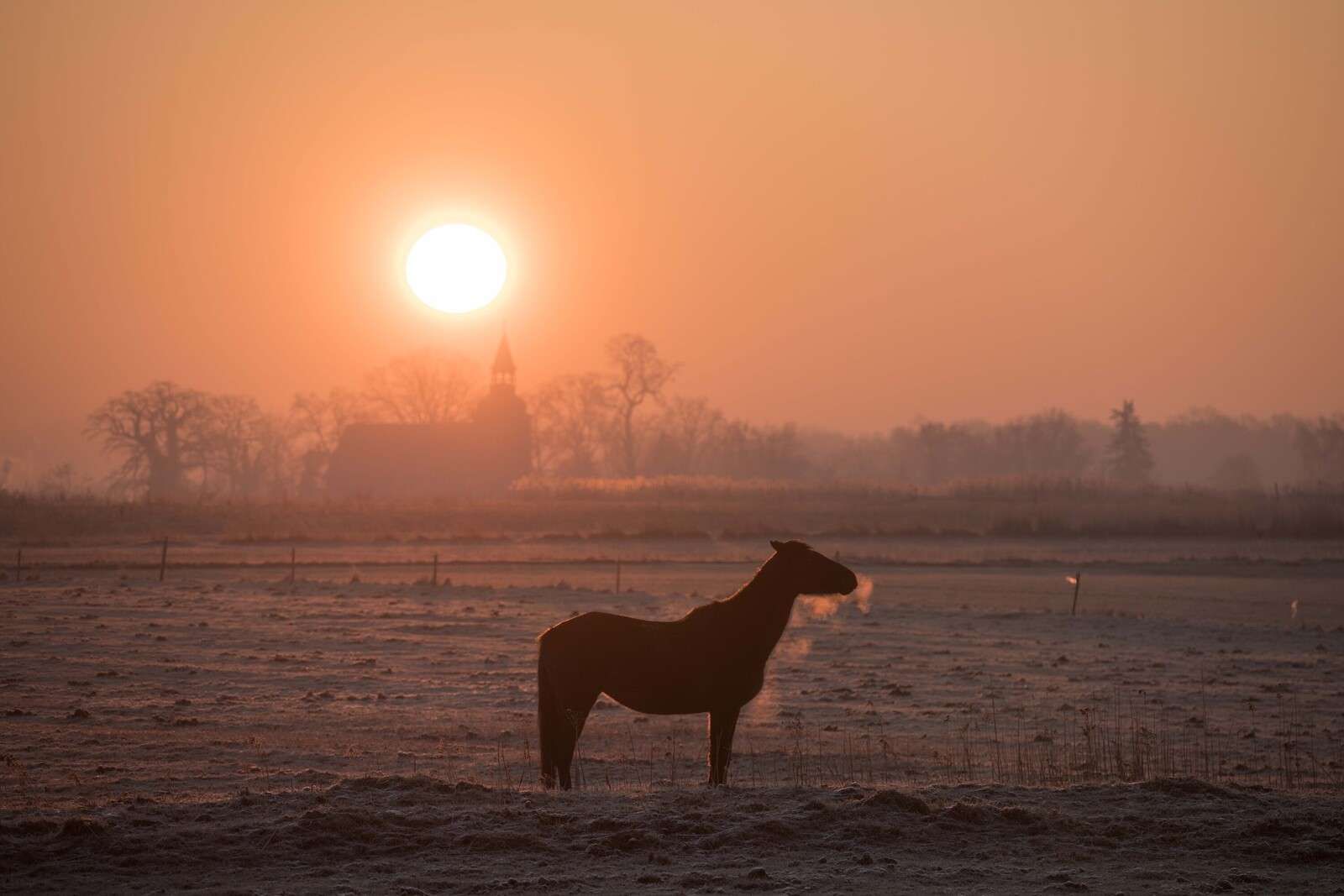 Caballo en el resplandor de la mañana