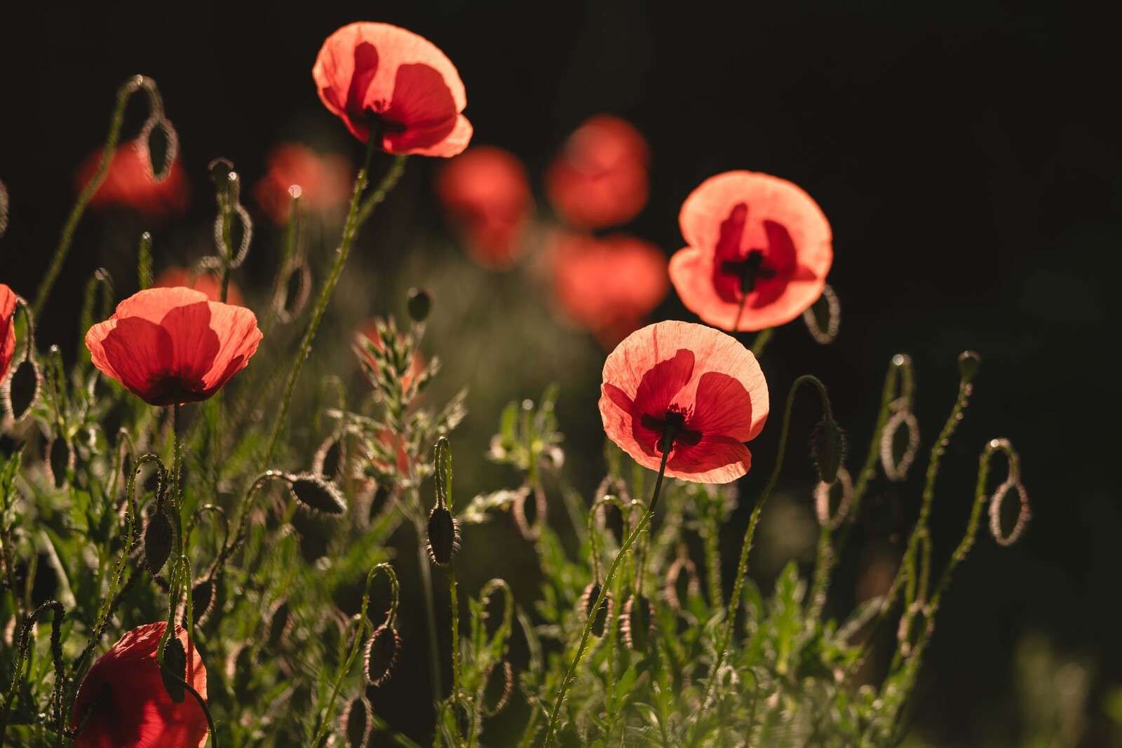 Amapolas danzantes en luz solar