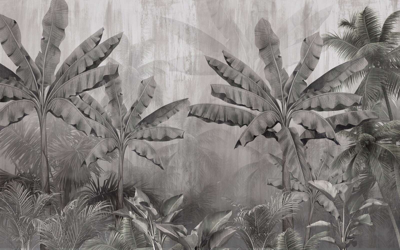 Palmas de neblina tropicales