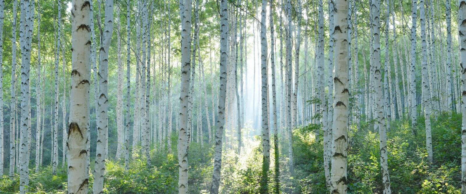 Bosques de abedules en la luz de la mañana