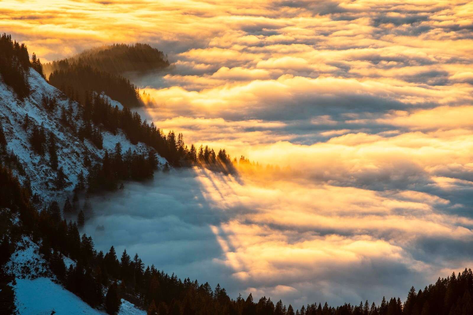 Luz del sol sobre un bosque de montaña nevado.