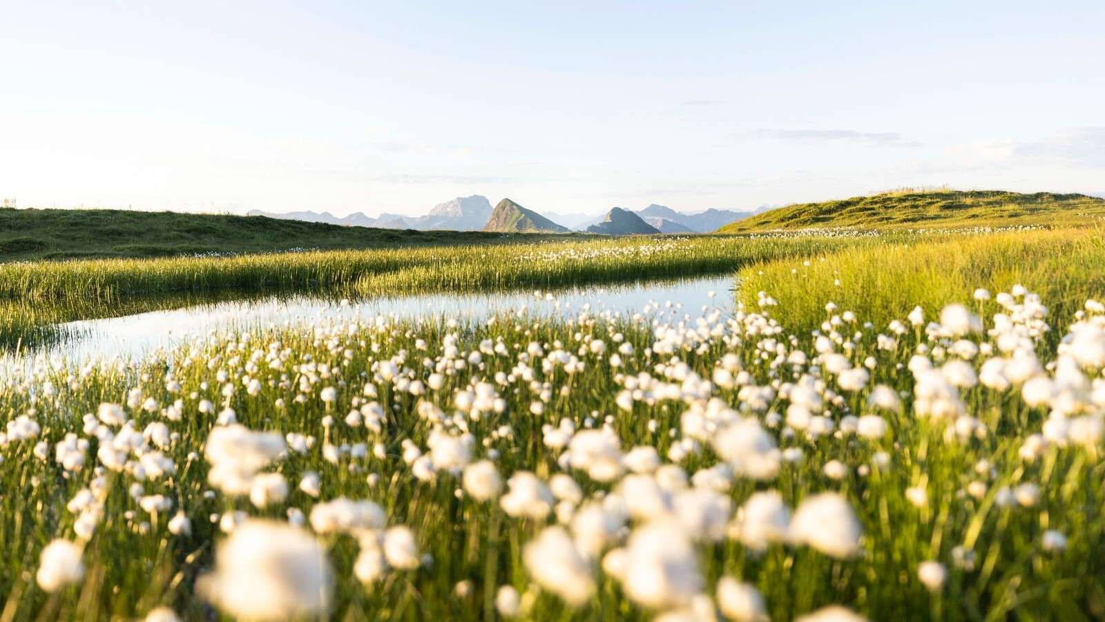 Luz de verano sobre un paisaje de turberas florido.