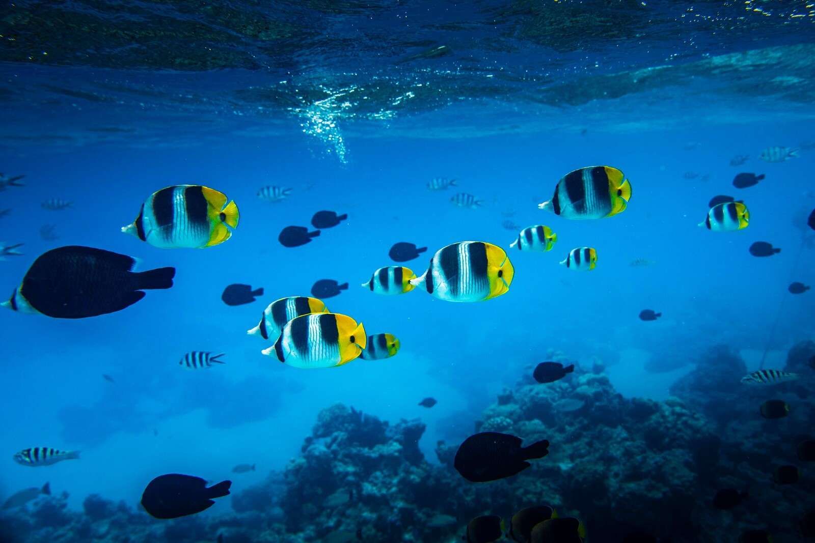 Peces de arrecife tropical en agua azul claro