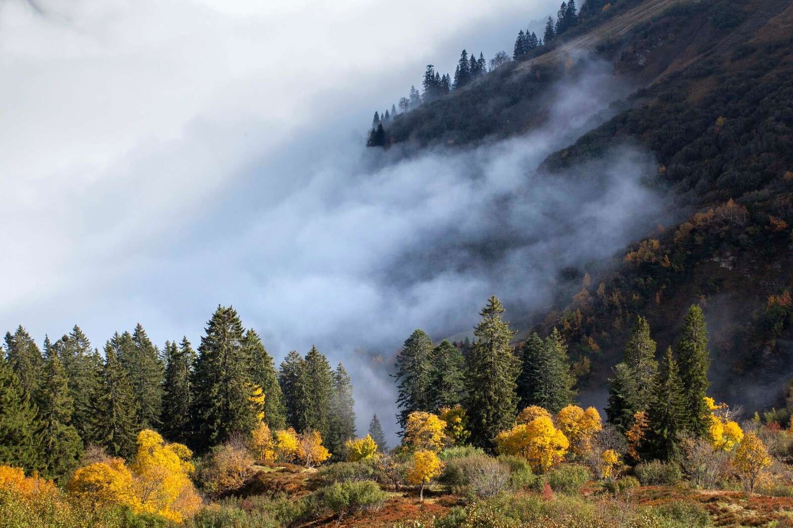 Mañana de otoño en un bosque de montaña brumoso.