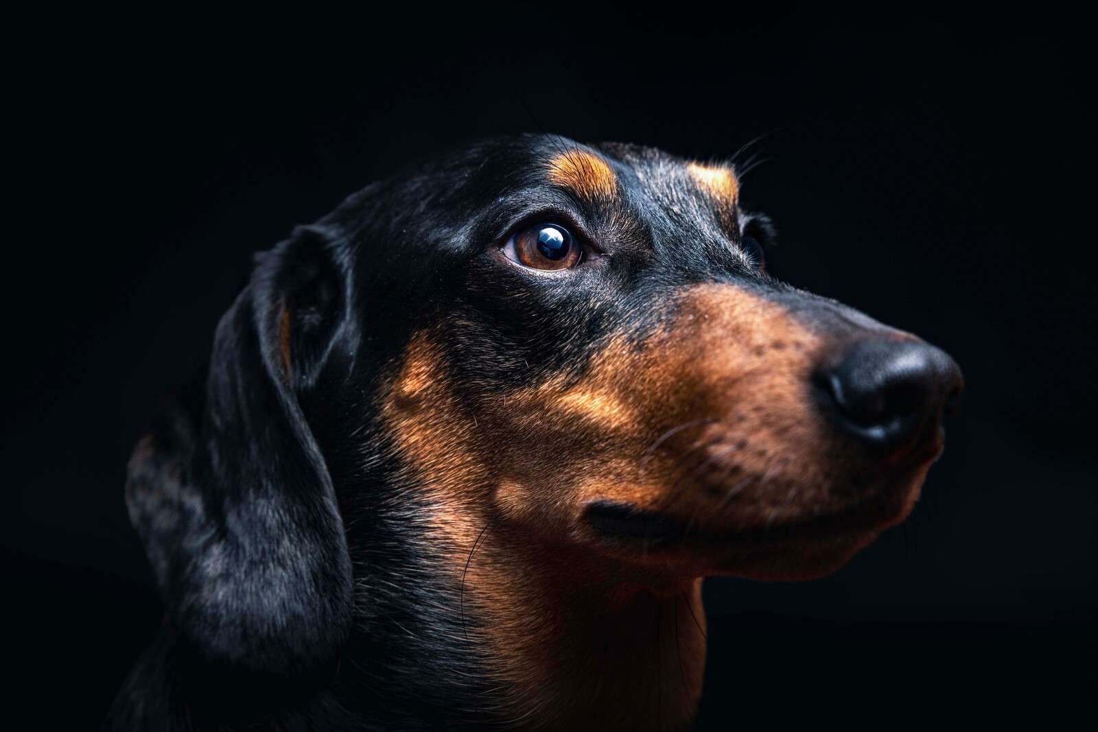 Retrato de un orgulloso teckel.