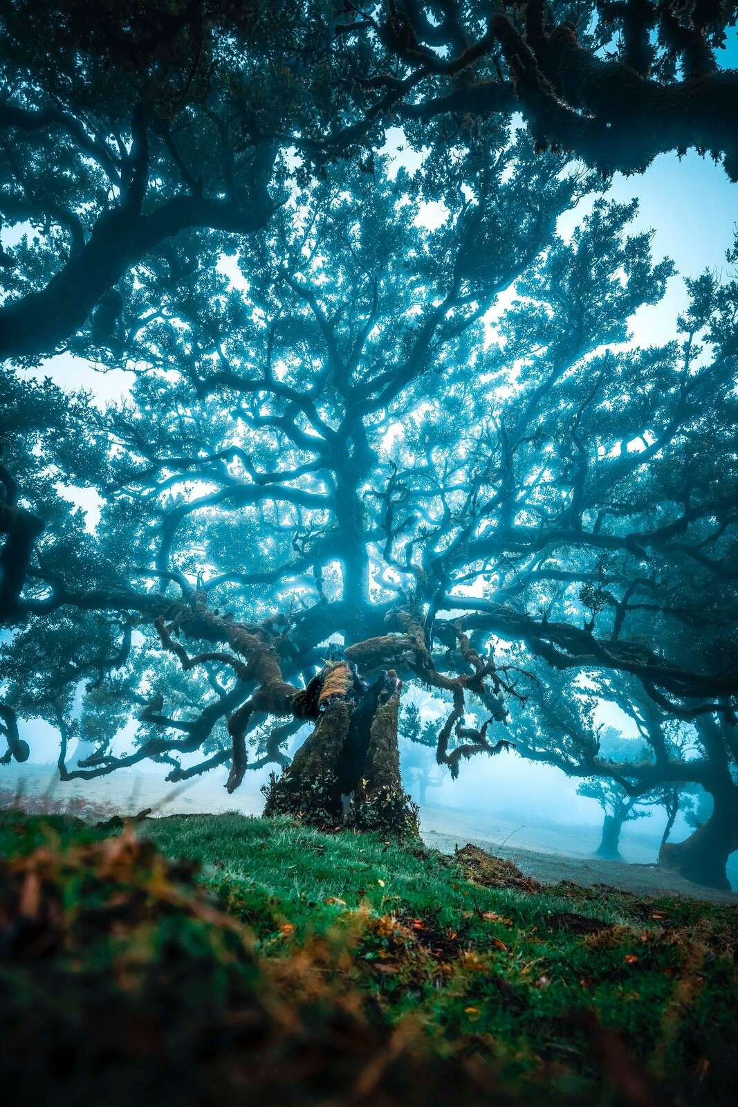 Viejo roble en la selva nebulosa.