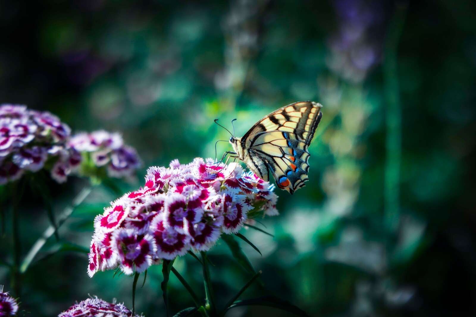 Mariposa en flores de verano