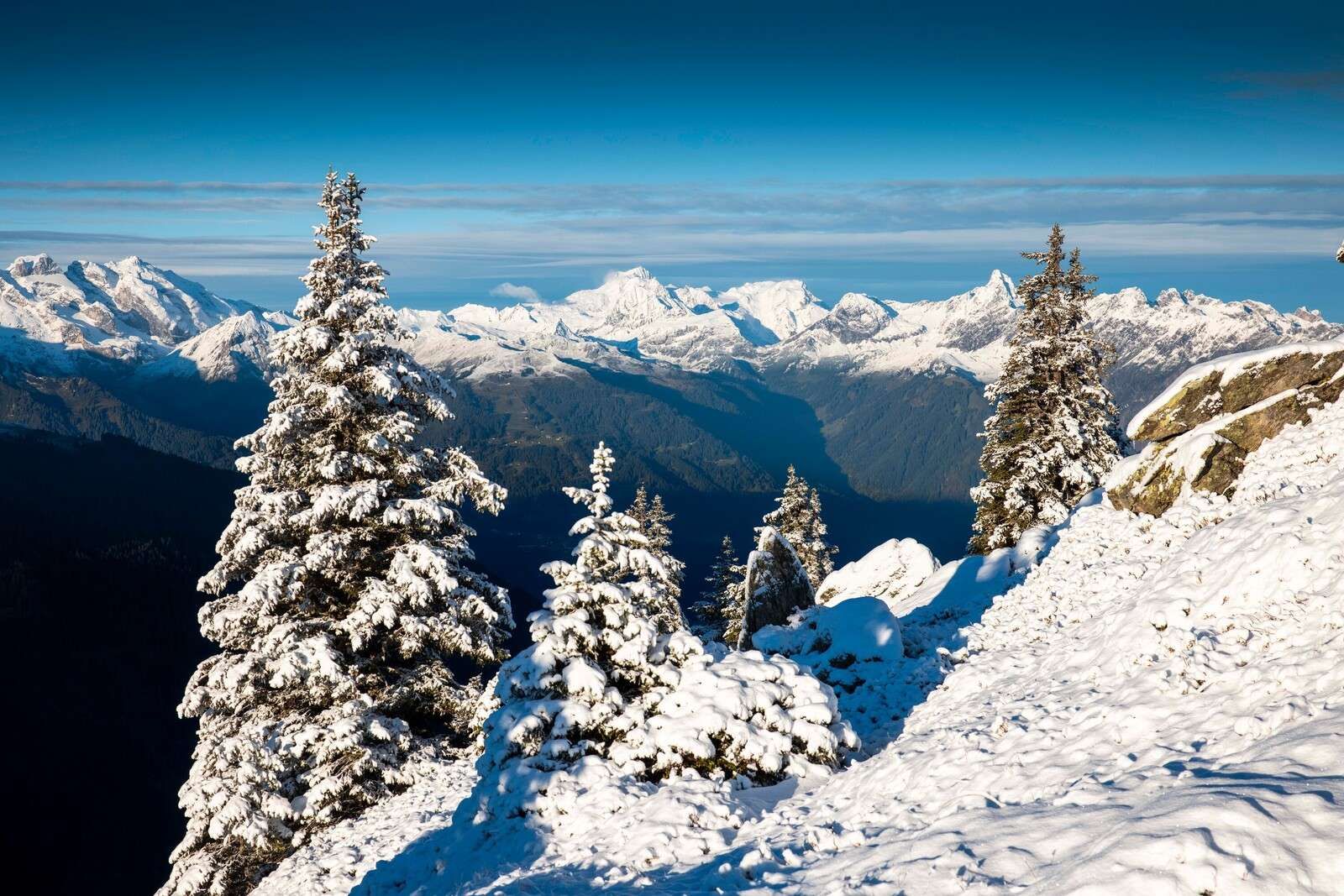 Pinos nevados con vista a la montaña.