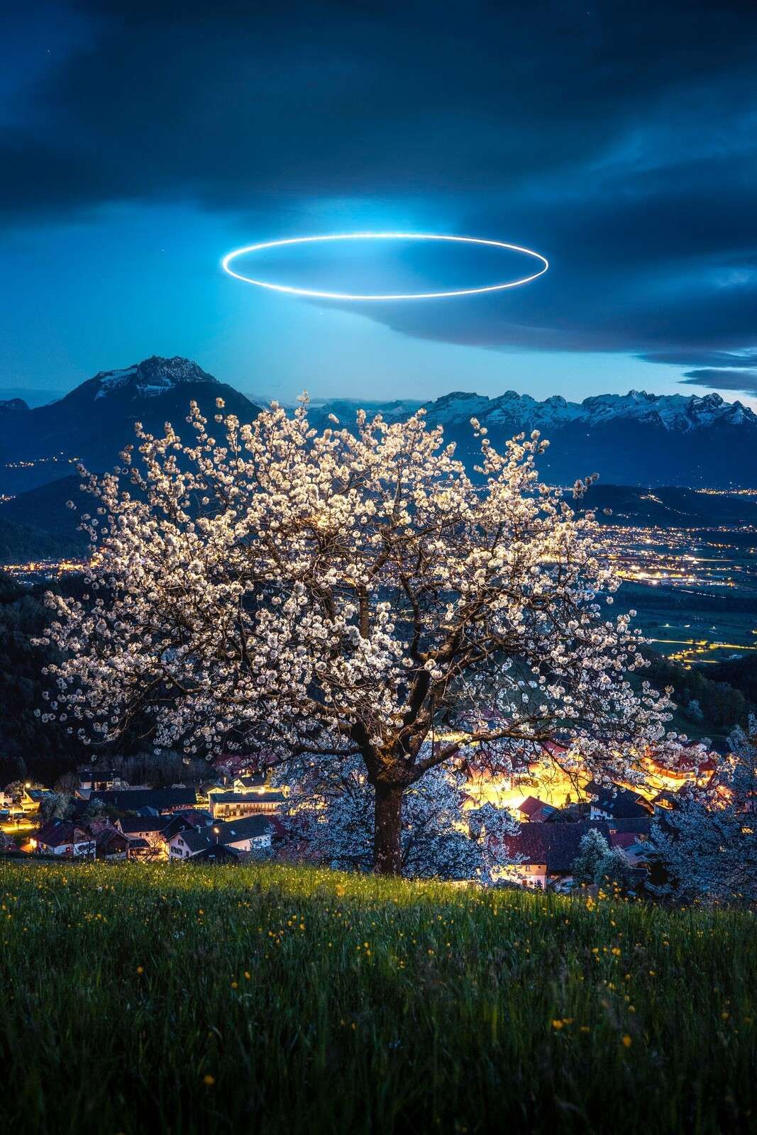 Árbol en flor a la luz de la noche